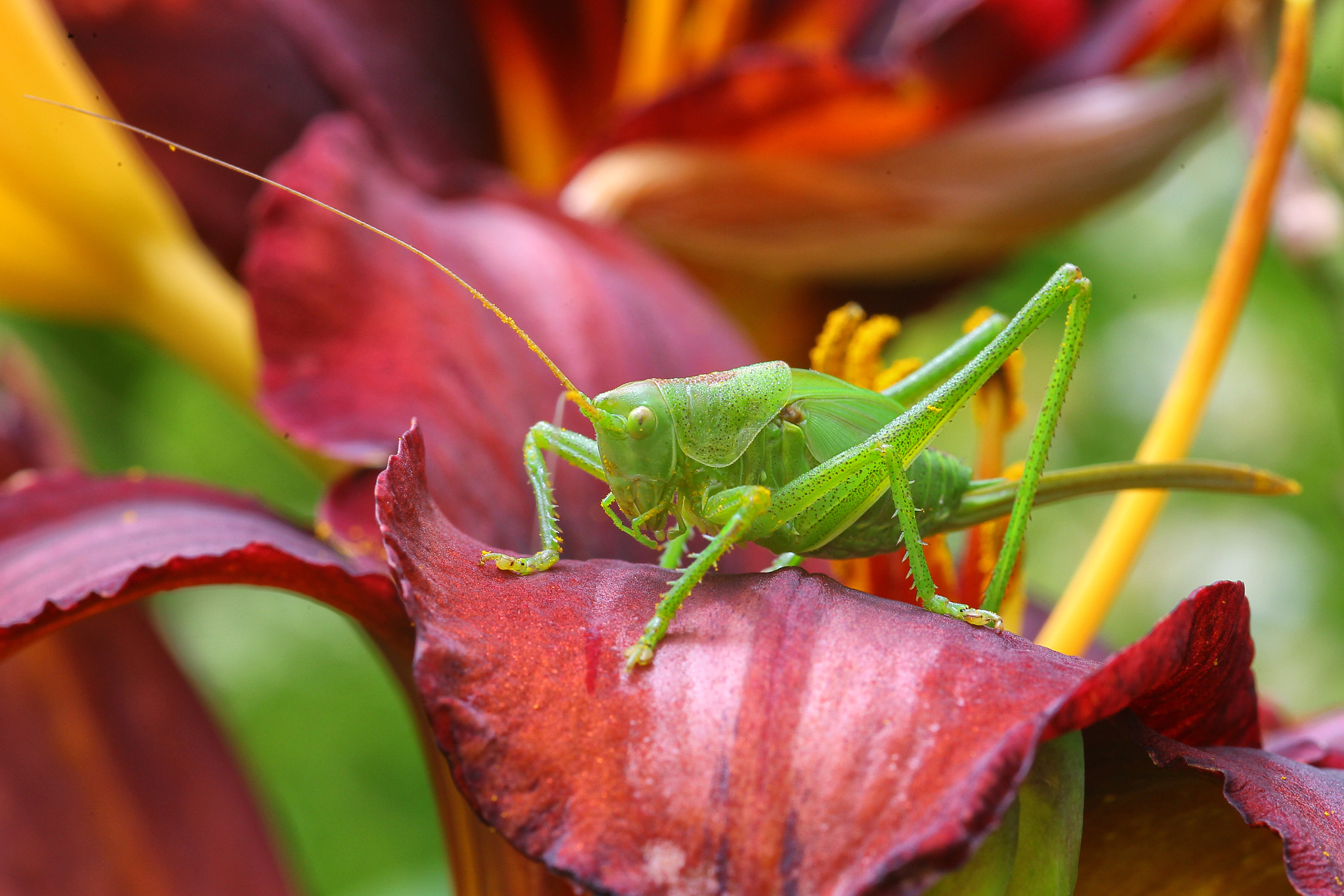 Canon EOS-1D Mark IV + Sigma 105mm F2.8 EX DG Macro sample photo. Another grasshopper photography