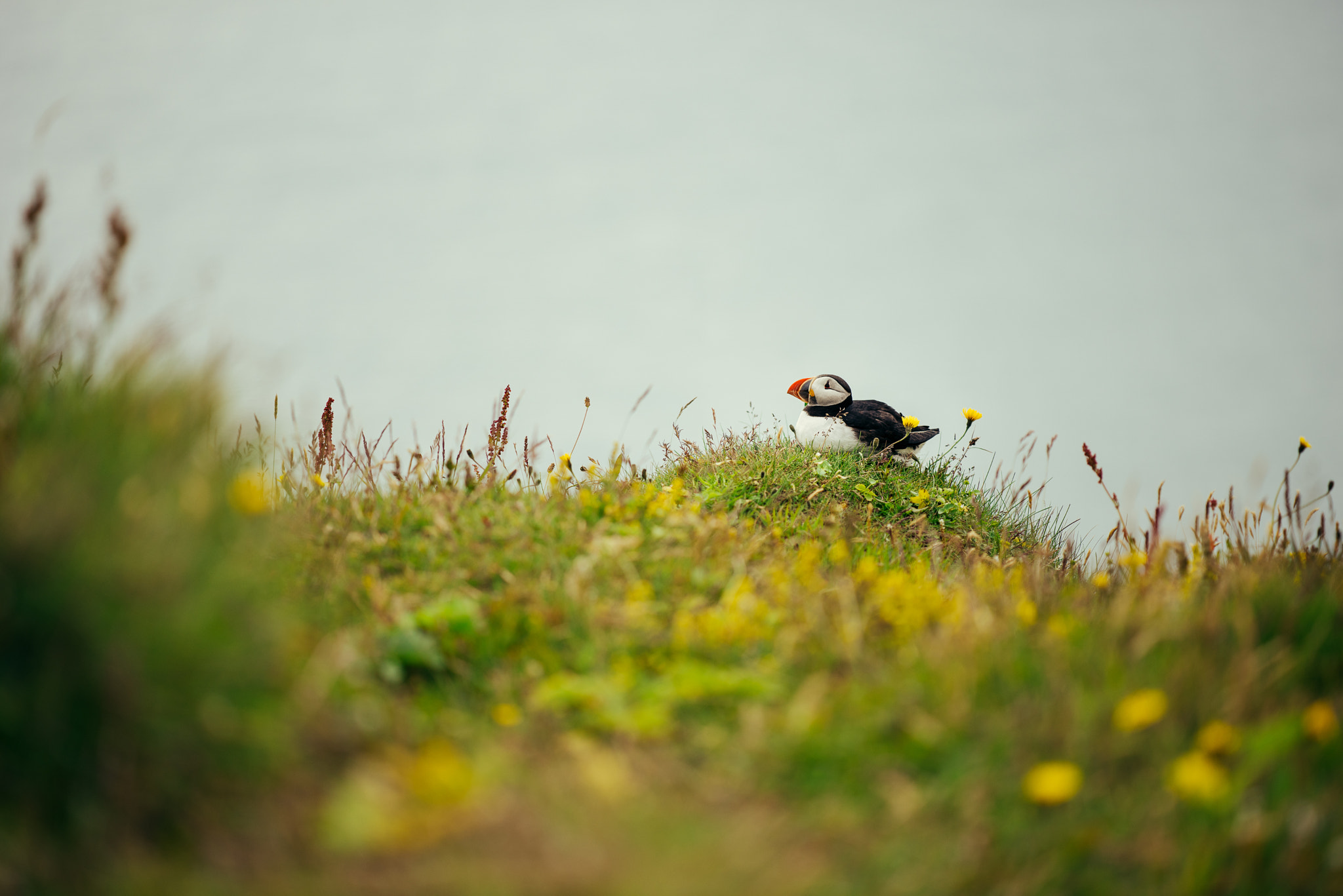 Nikon D810 + ZEISS Apo Sonnar T* 135mm F2 sample photo. Puffin portrait photography