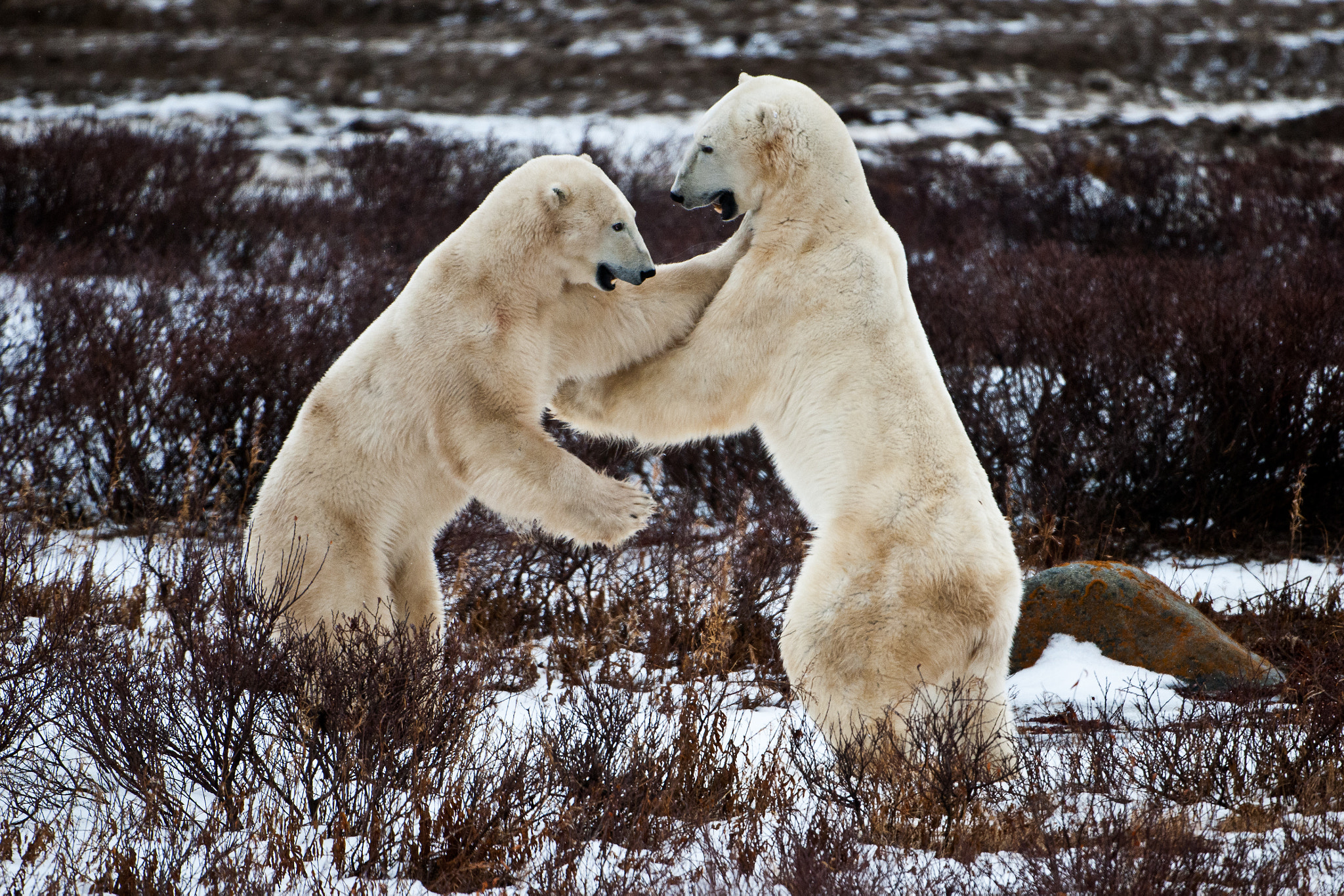 Nikon D3X sample photo. [ the fight club...] photography
