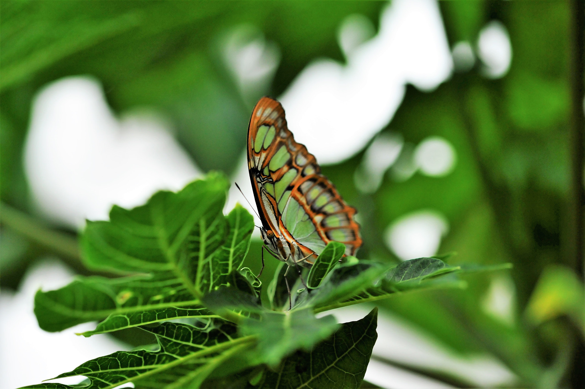 Sigma 105mm F2.8 EX DG OS HSM sample photo. Green butterfly photography