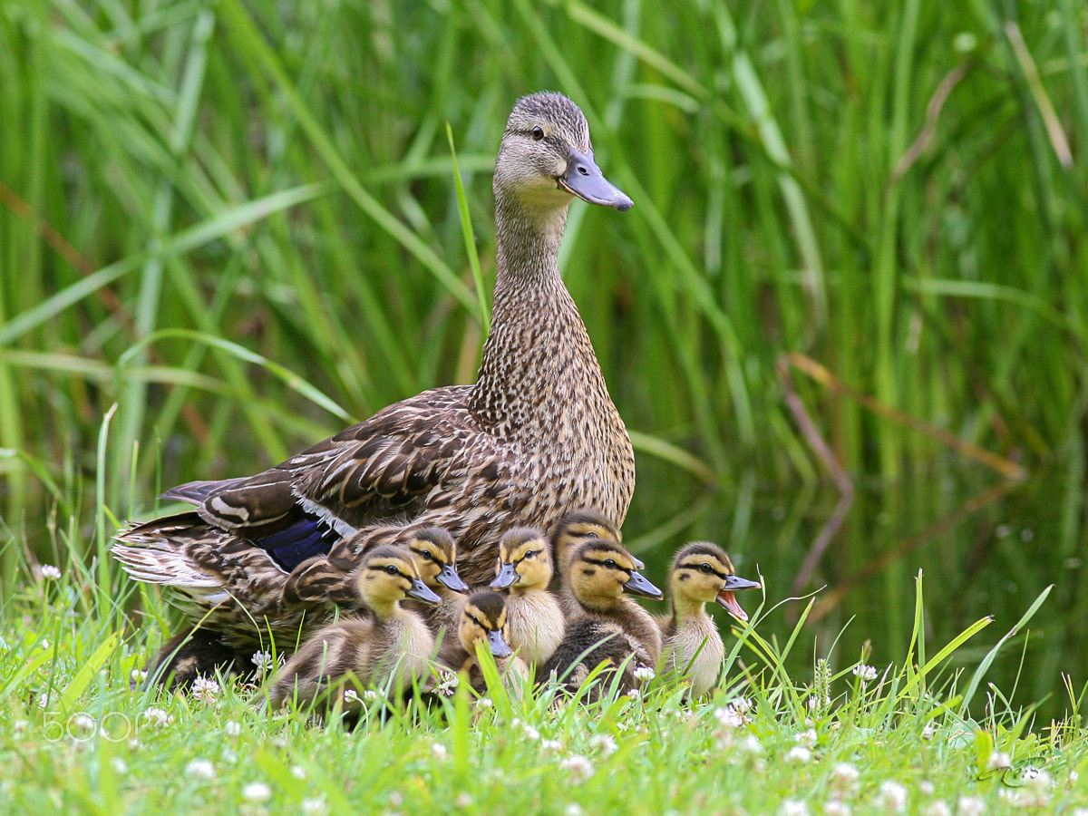 Canon EOS 40D + Canon EF 400mm F5.6L USM sample photo. Mallard duck & ducklings photography