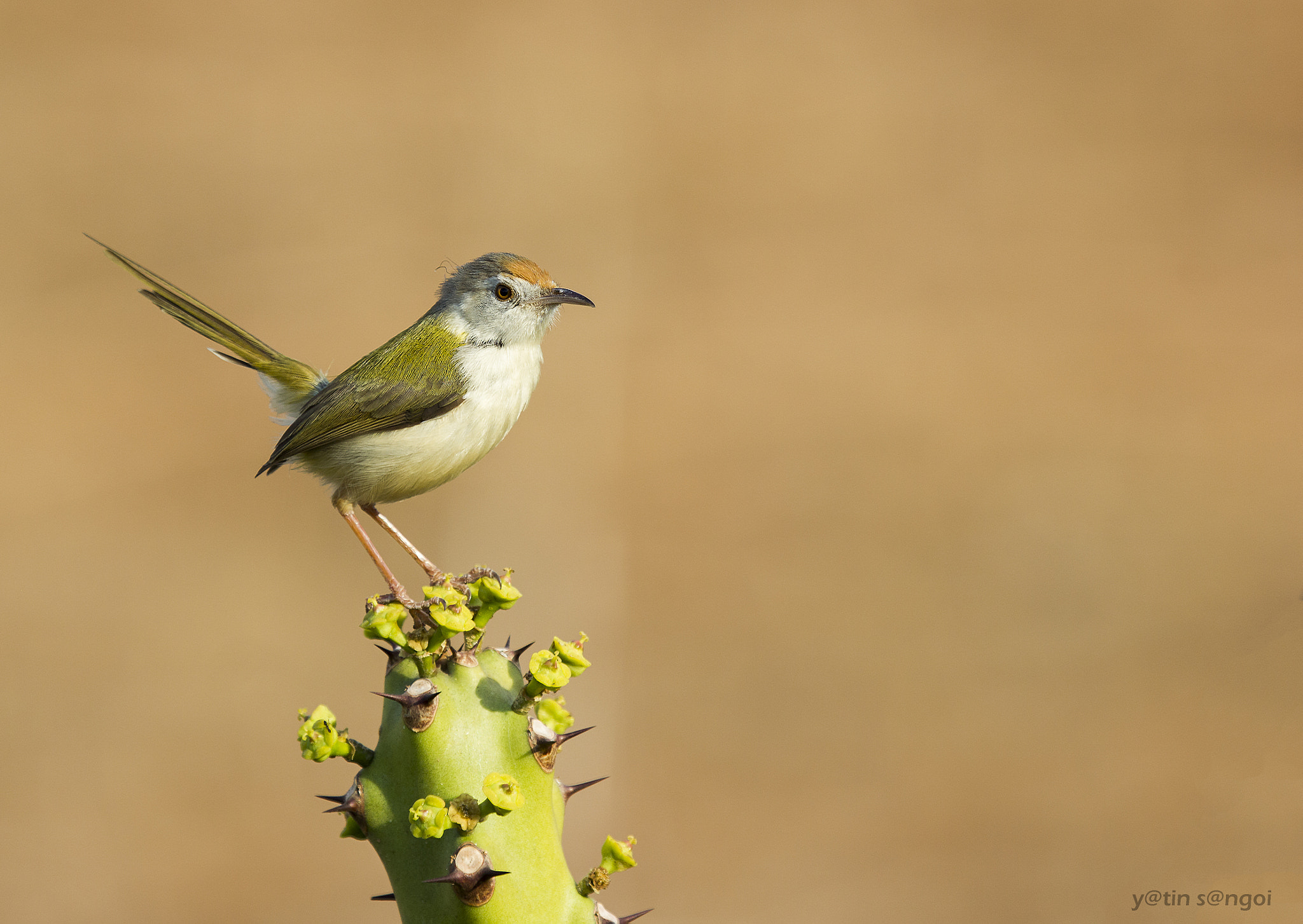 Canon EF 100-400mm F4.5-5.6L IS USM sample photo. Tailor bird photography