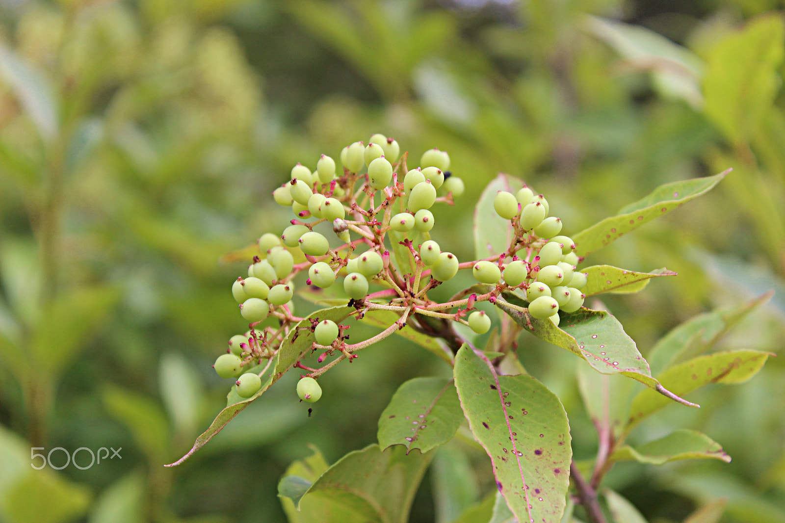 Canon EOS 600D (Rebel EOS T3i / EOS Kiss X5) + 18.0 - 55.0 mm sample photo. Wild raisins photography