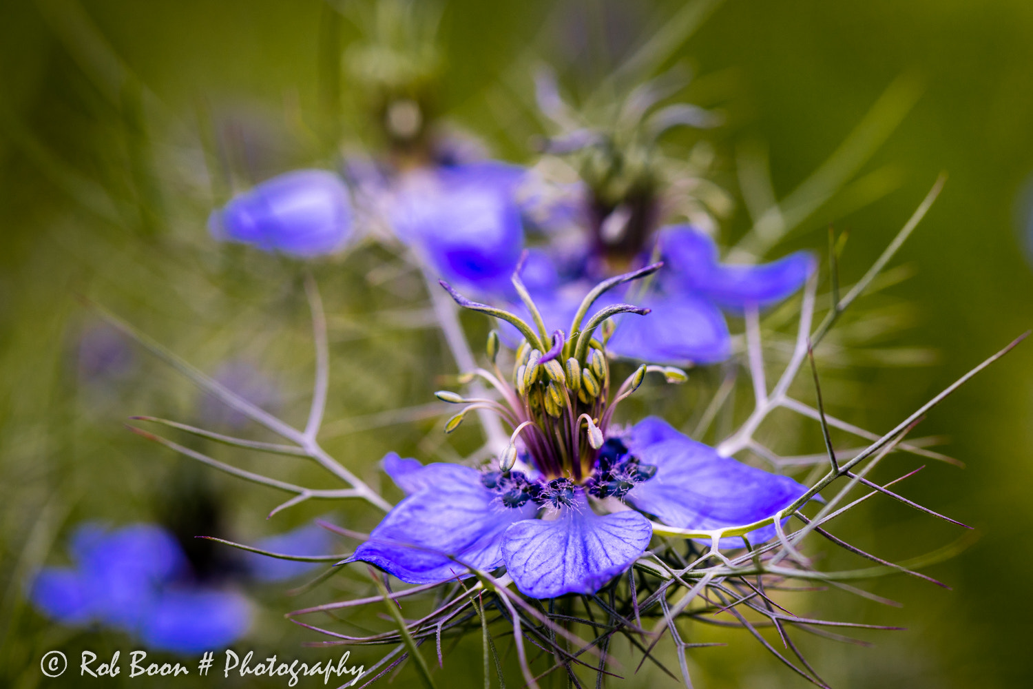 Canon EOS 5DS + Canon EF 100mm F2.8L Macro IS USM sample photo. Juffertje in het groen photography