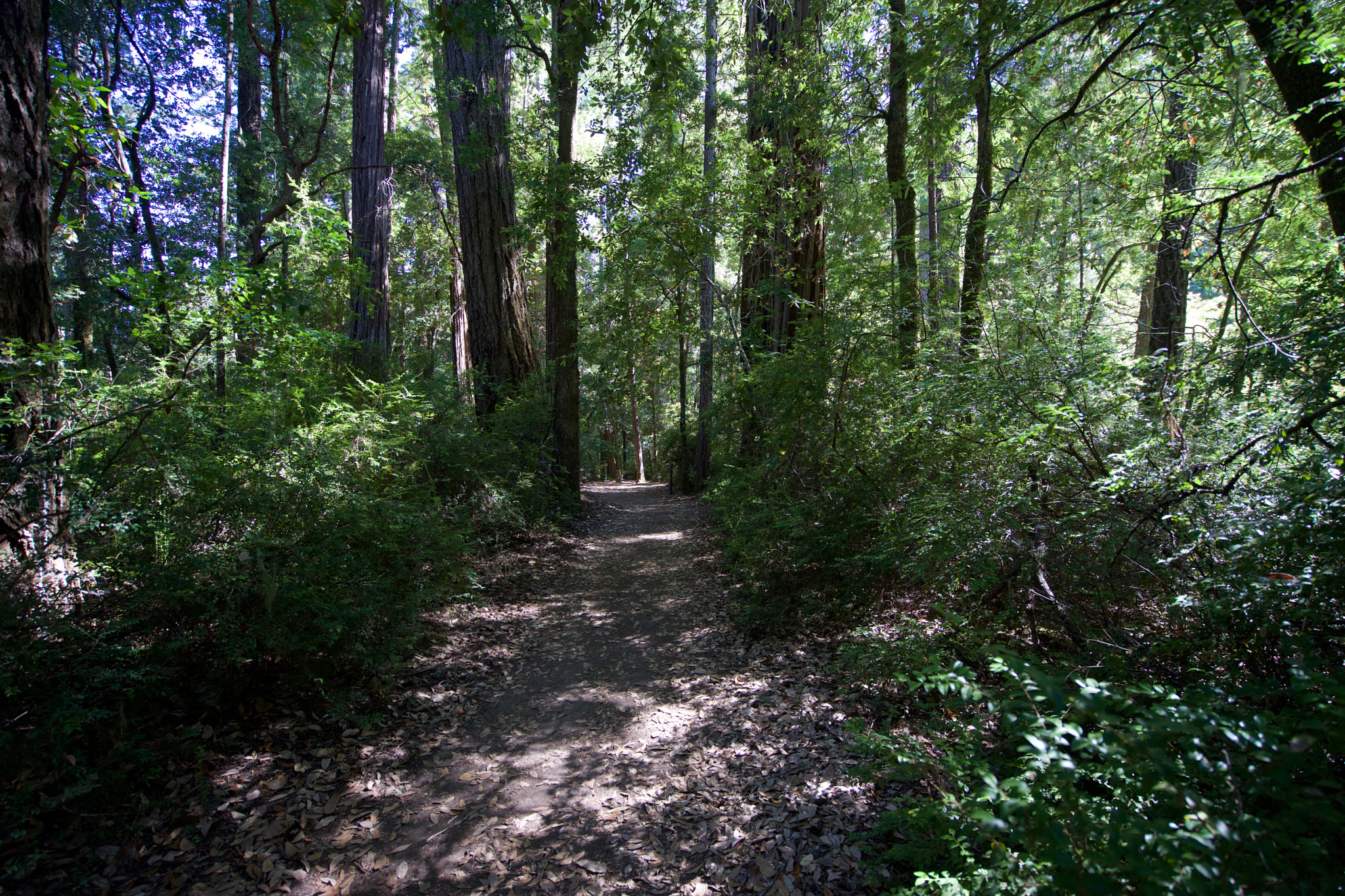 Sony a7 + Sony Vario-Tessar T* FE 16-35mm F4 ZA OSS sample photo. Into the woods photography