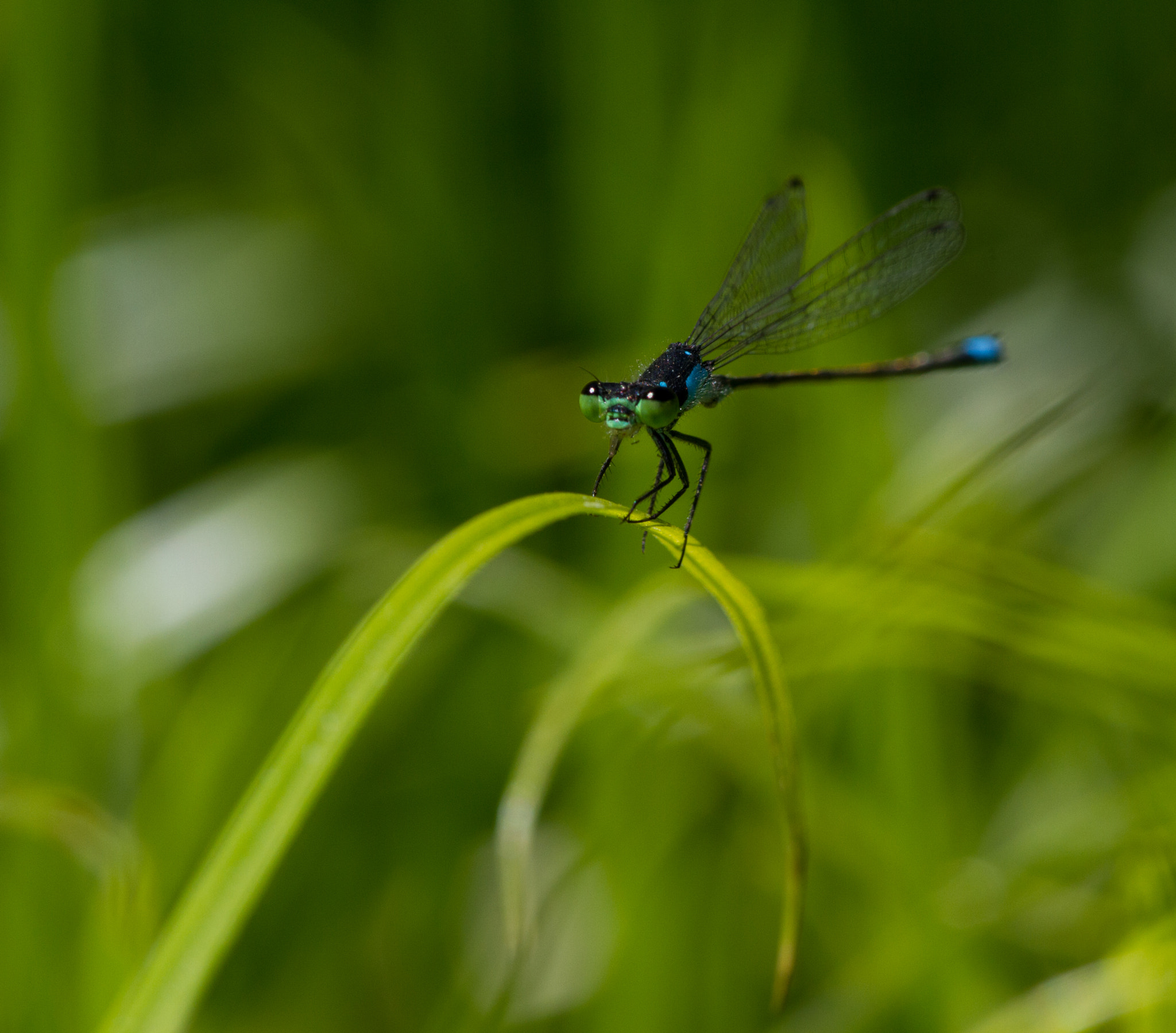 Canon EF 180mm F3.5L Macro USM sample photo. Balance photography