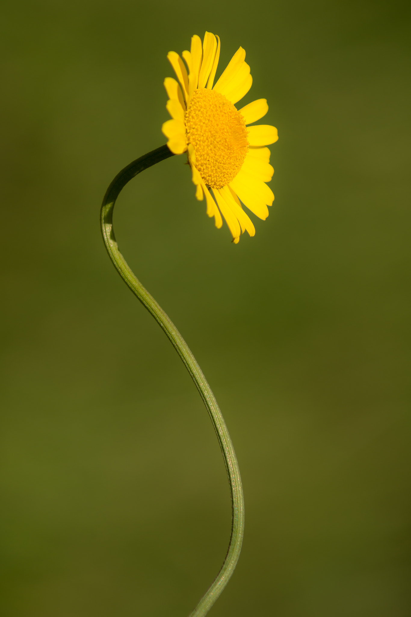 Sony SLT-A77 + Minolta AF 70-210mm F4 Macro sample photo. Curved photography