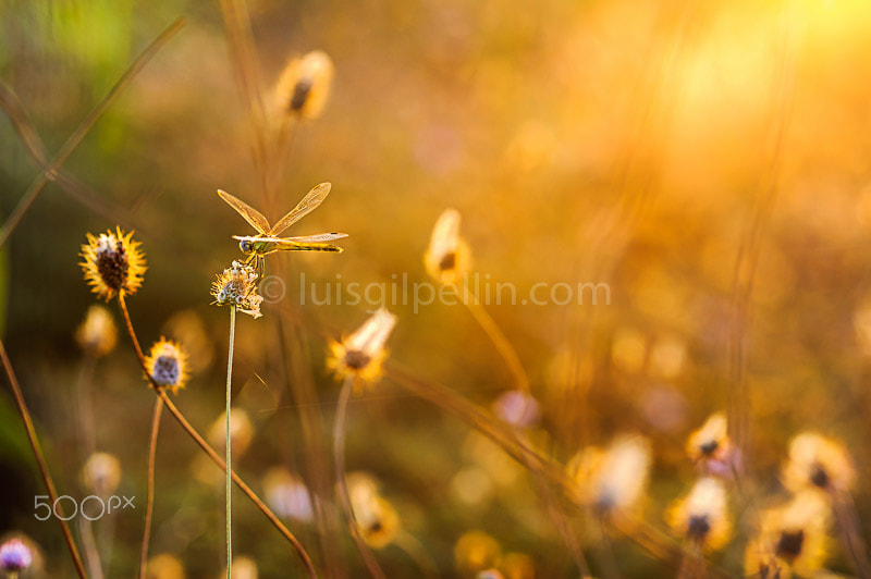 Nikon D700 + AF Micro-Nikkor 105mm f/2.8 sample photo. Vuelo en la hora dorada photography