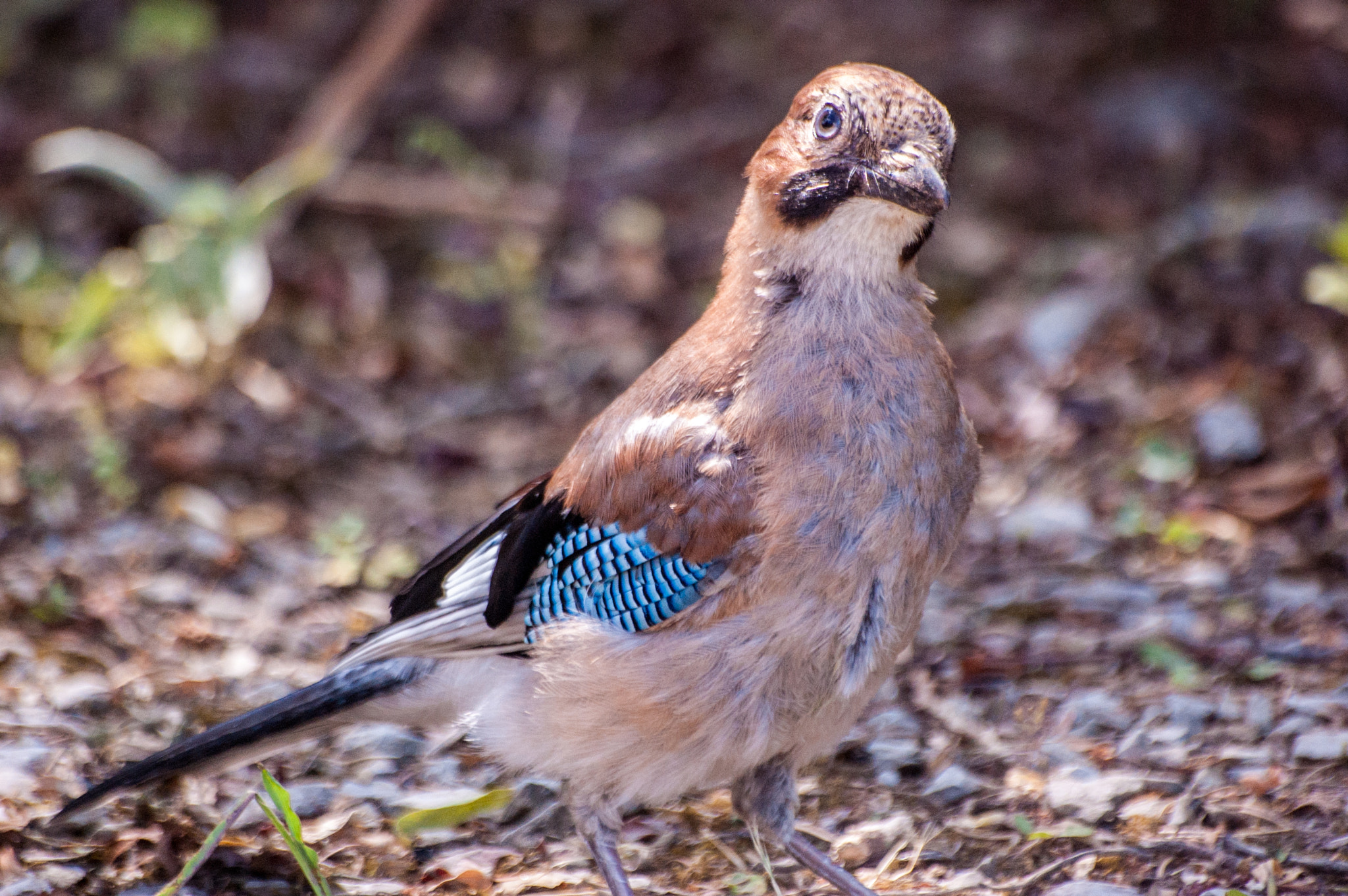 Sigma 70-300mm F4-5.6 APO DG Macro sample photo. Garrulus glandarius photography