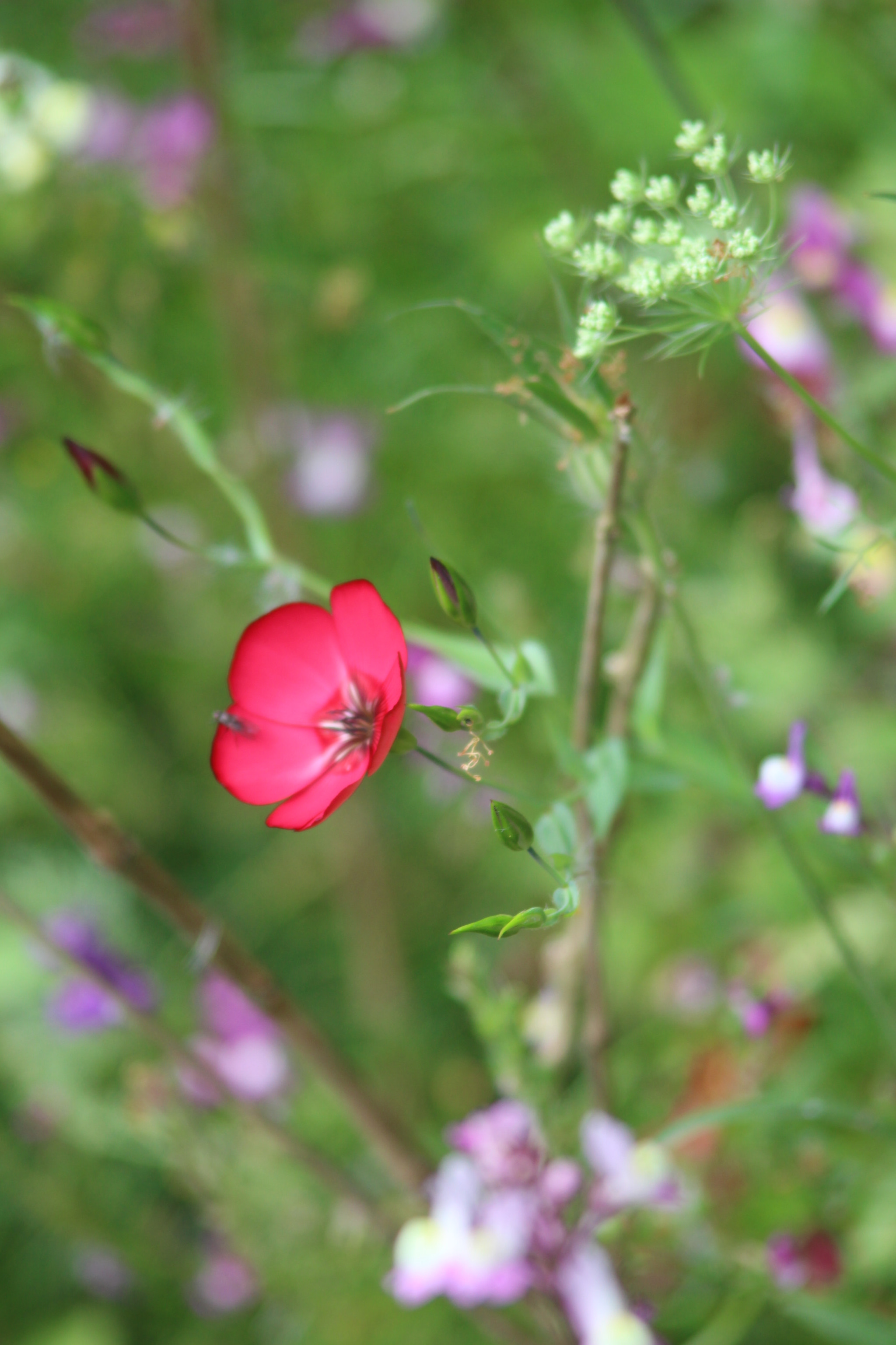 Canon EF 35-105mm f/3.5-4.5 sample photo. English summer flowers. photography