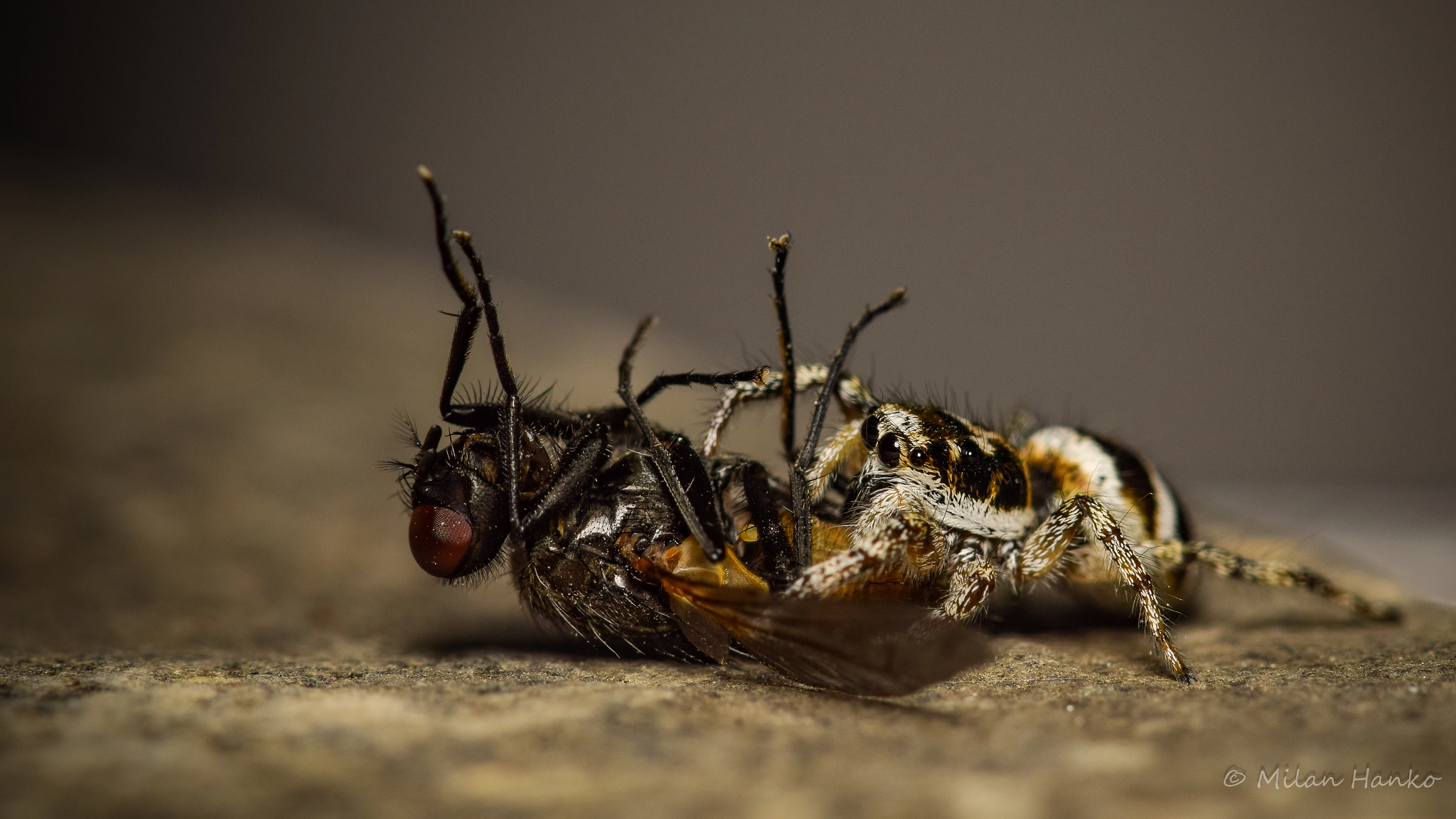 Nikon AF-S Micro-Nikkor 105mm F2.8G IF-ED VR sample photo. Salticus scenicus photography