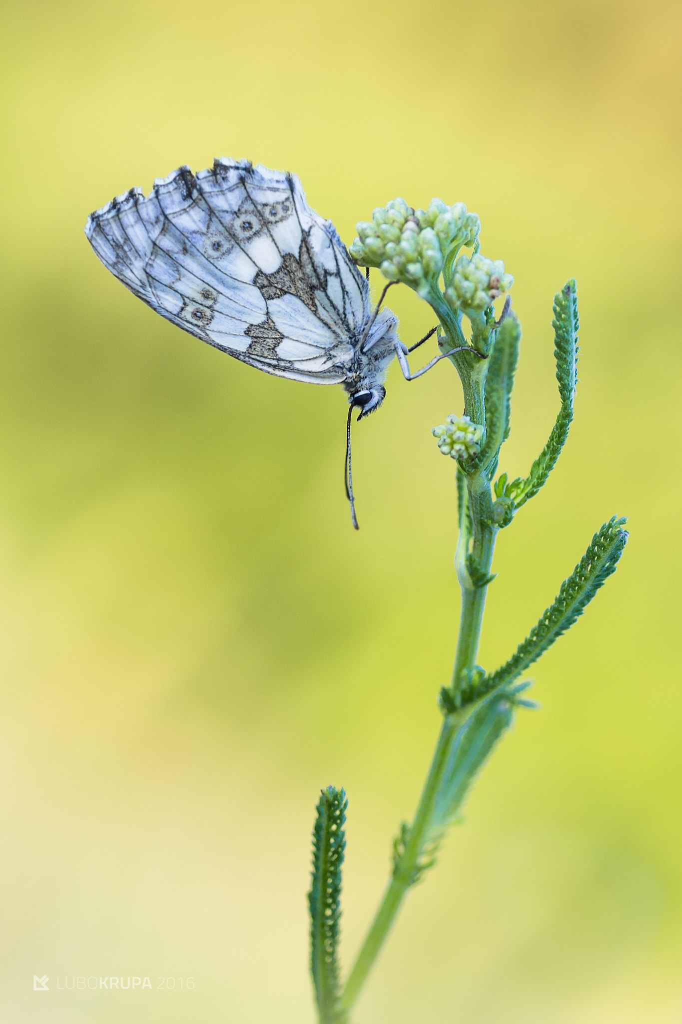 Pentax K-r + Tamron SP AF 90mm F2.8 Di Macro sample photo. Melanargia galathea photography