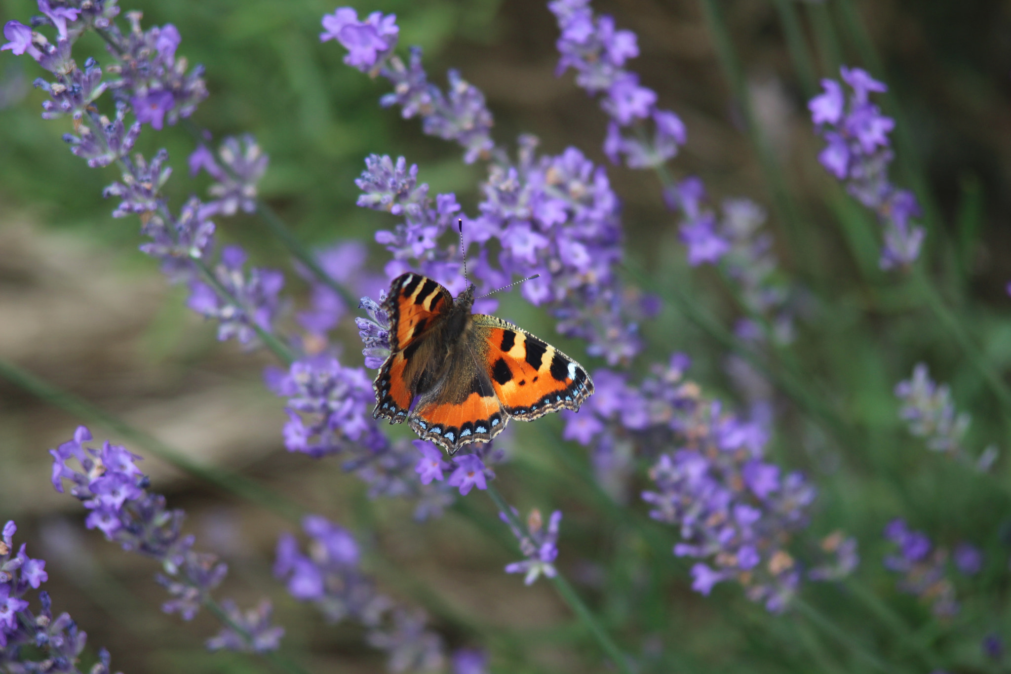 Canon EF 35-105mm f/3.5-4.5 sample photo. Red admiral, british butterfly. photography