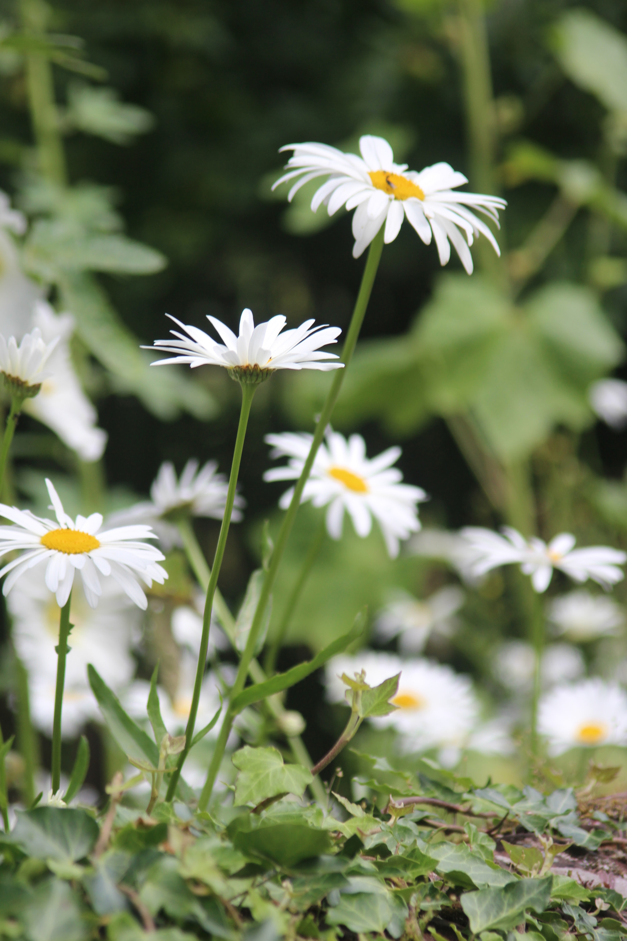 Canon EF 35-105mm f/3.5-4.5 sample photo. English daisies. photography