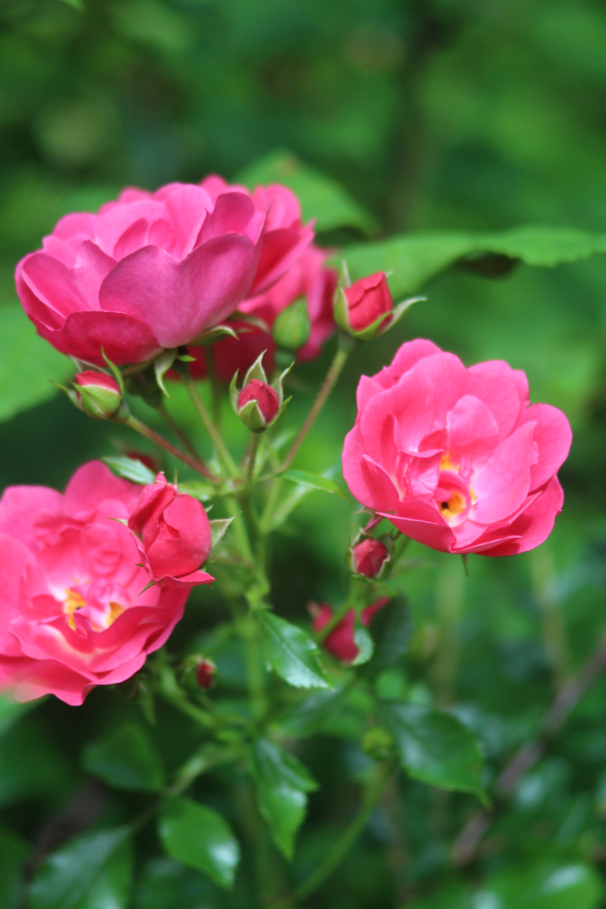 Canon EF 35-105mm f/3.5-4.5 sample photo. Dog roses, english wild flowers. photography