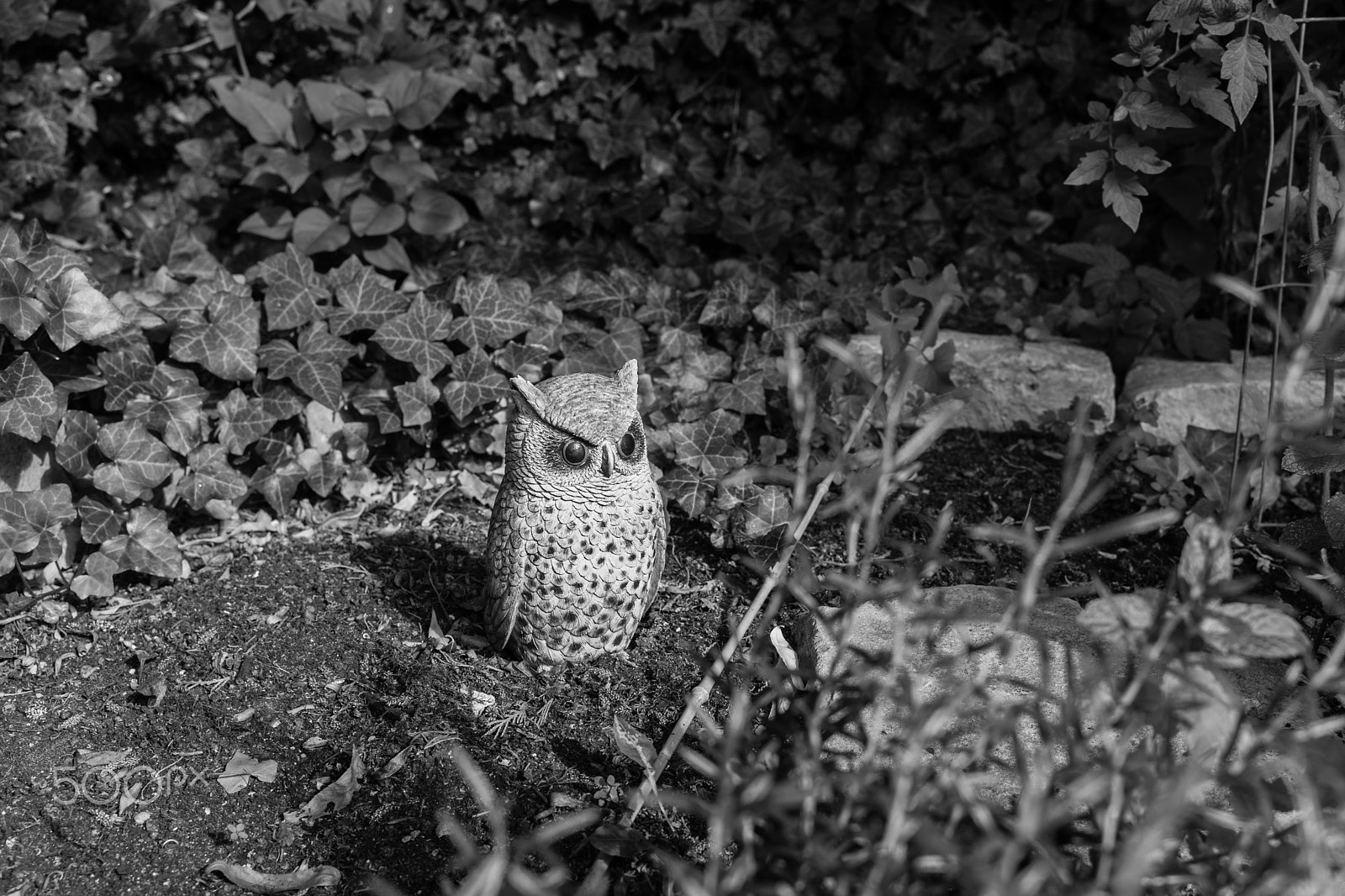 Sony a7 + E 35mm F2 sample photo. An owl photography
