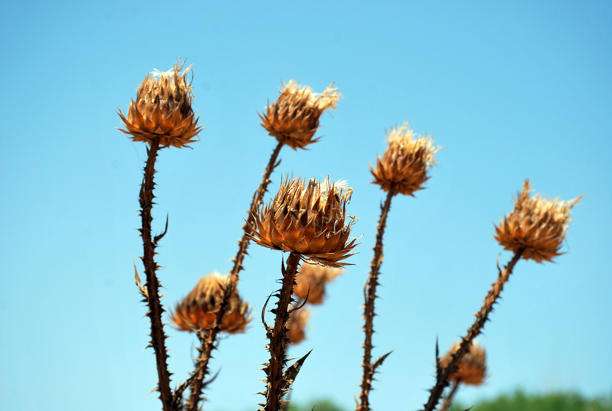 Nikon D60 sample photo. The nine photography