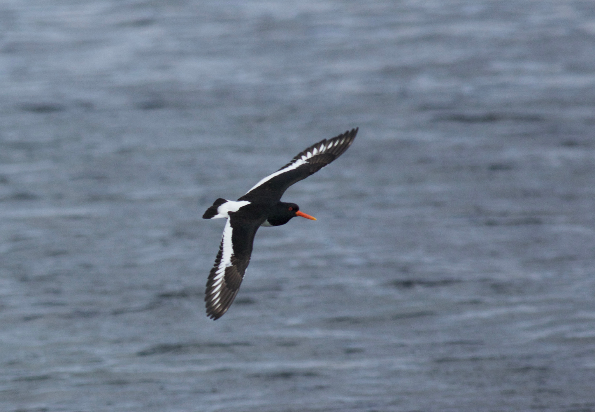 Canon EF 500mm f/4.5L sample photo. 771a1257.jpg photography