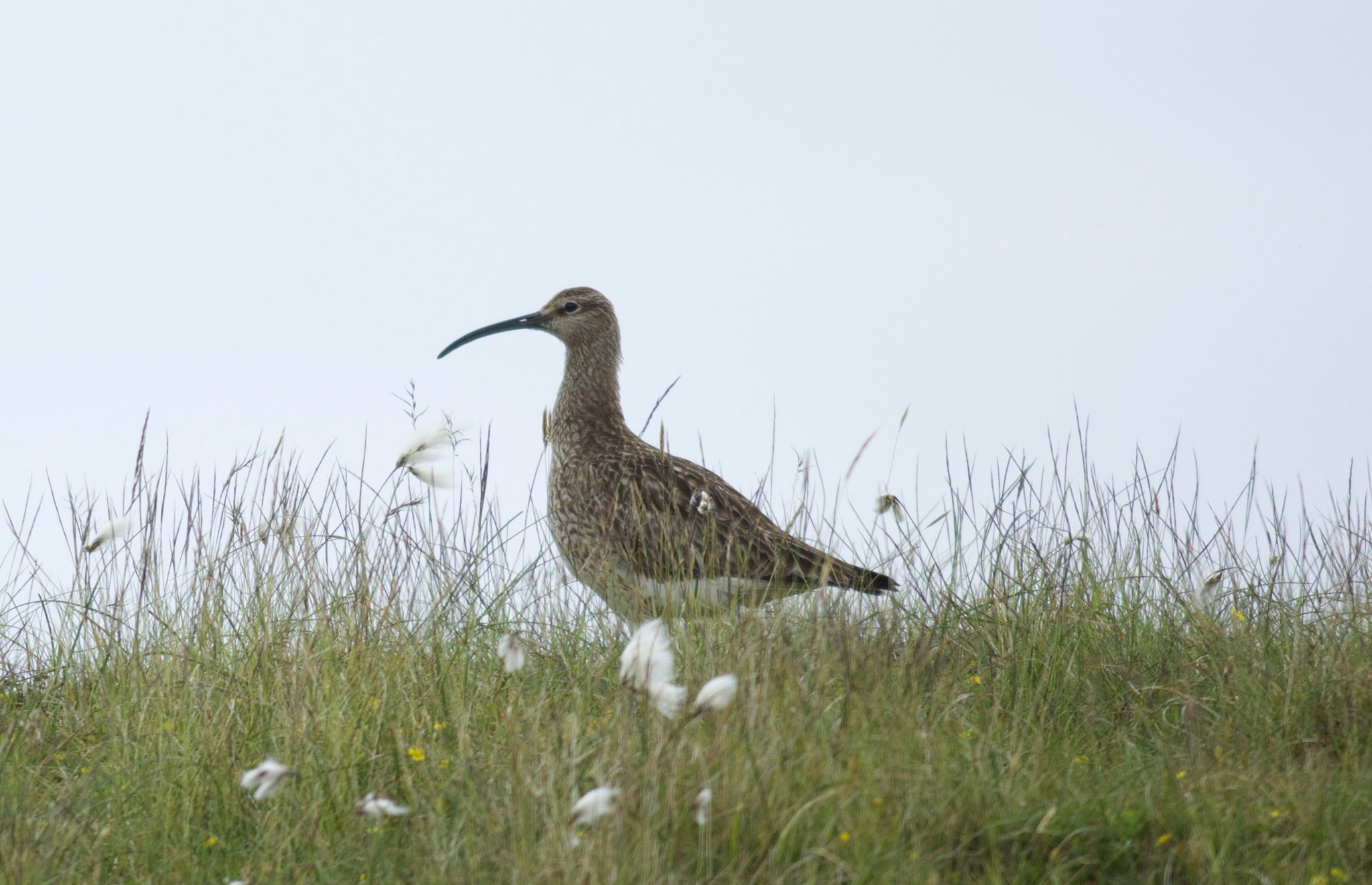 Canon EOS 7D Mark II + Canon EF 500mm f/4.5L sample photo. 771a1300.jpg photography