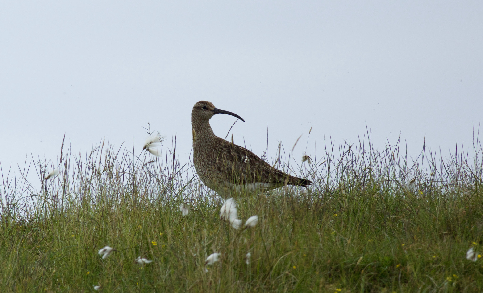 Canon EF 500mm f/4.5L sample photo. 771a1299.jpg photography