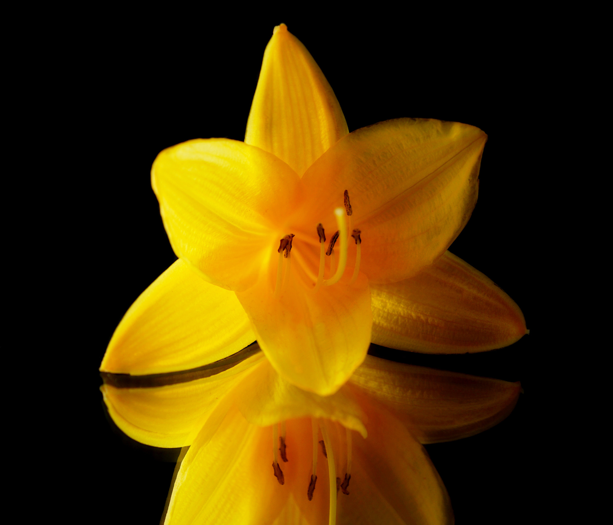Sony DT 30mm F2.8 Macro SAM sample photo. Daylily, alone at night... photography