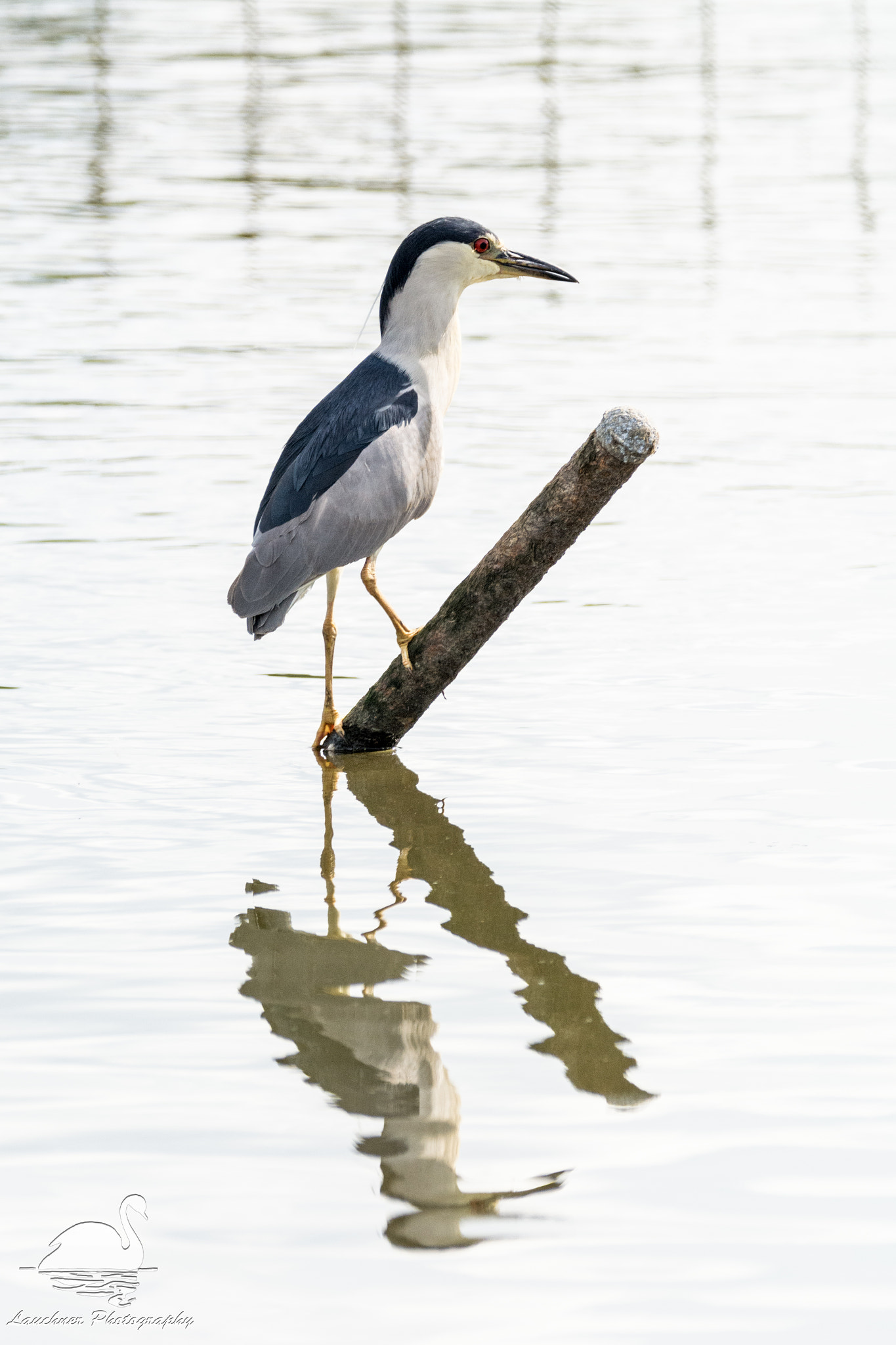 Sigma 150-600mm F5-6.3 DG OS HSM | C sample photo. Black crowned night heron photography
