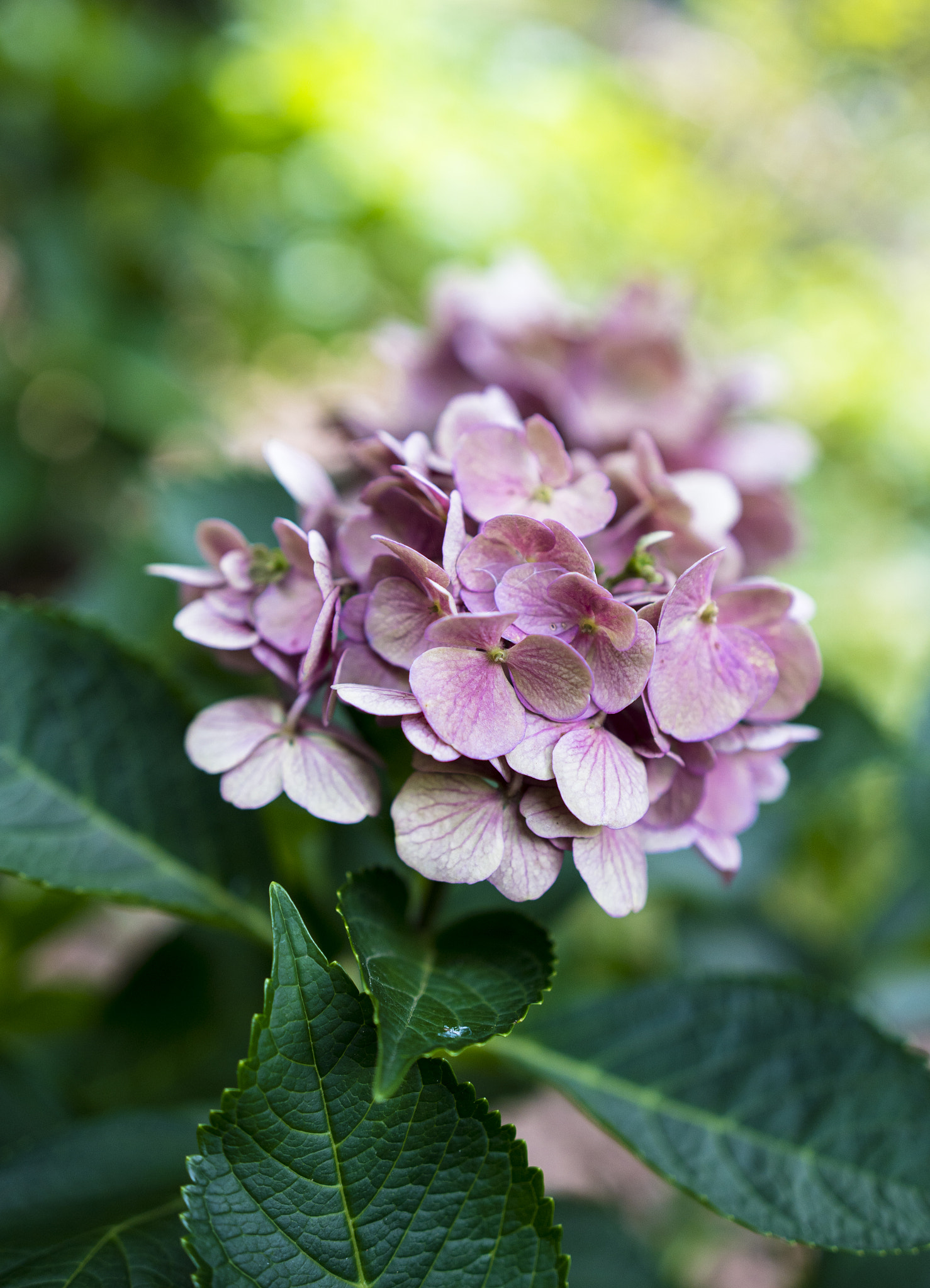 Sony a6300 + 18-35mm F1.8 DC HSM | Art 013 sample photo. Light pink photography
