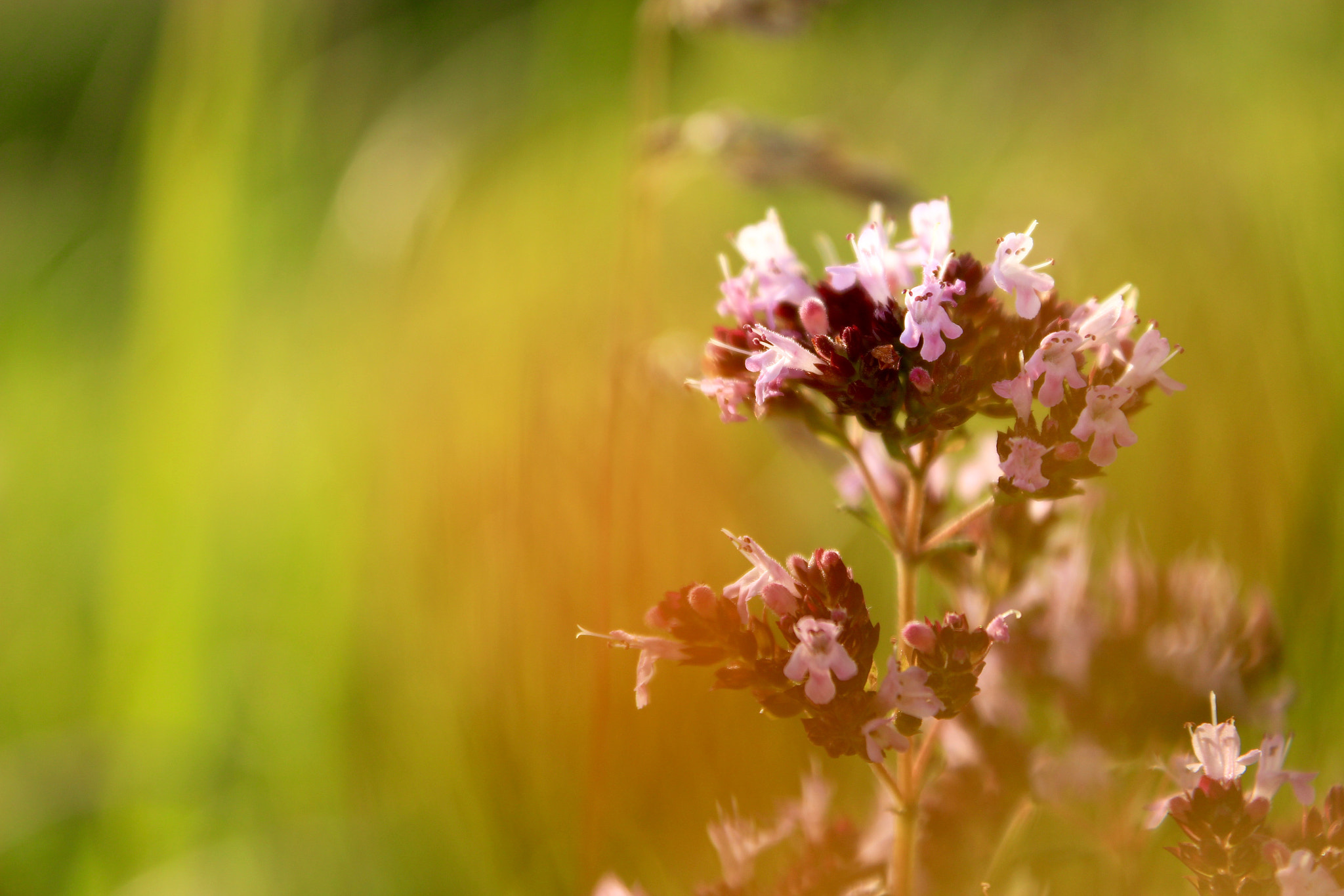 Canon EF-S 18-55mm F3.5-5.6 III sample photo. Flower in the field. photography