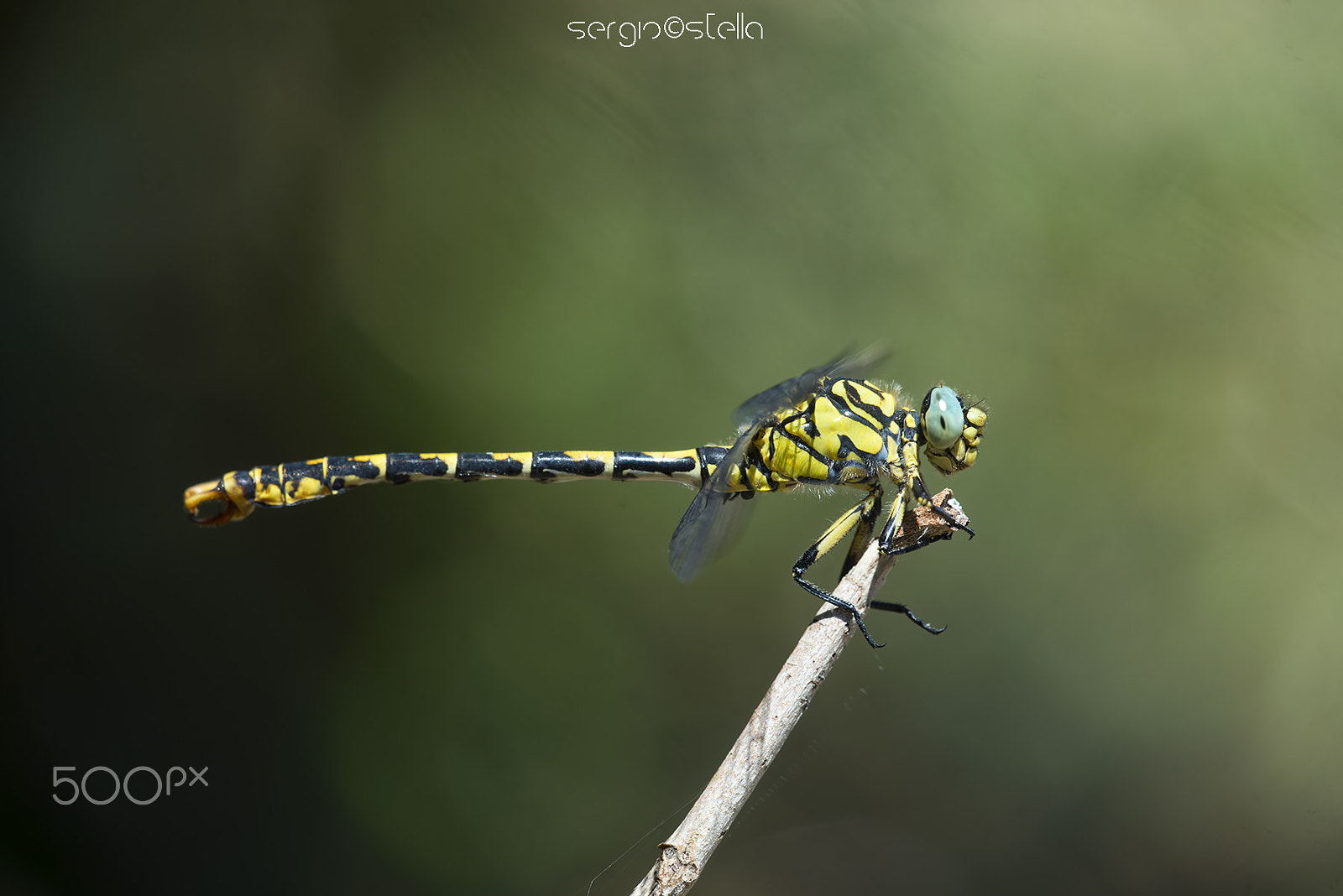 Sigma 150mm F2.8 EX DG Macro HSM sample photo. Onychogomphus forcipatus maschio__ photography