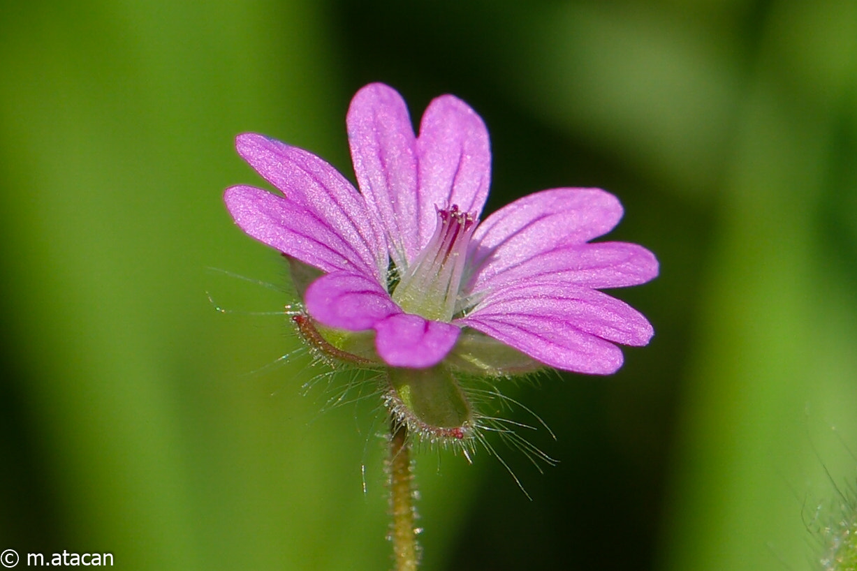 Samsung NX1 + NX 60mm F2.8 Macro sample photo. Wild flower photography