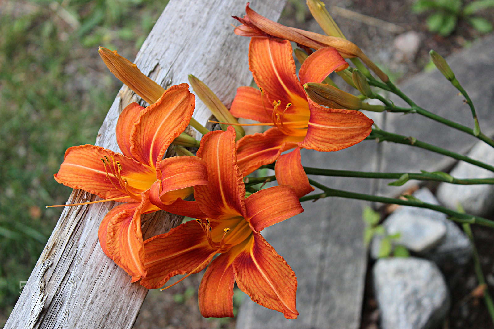 Canon EOS 600D (Rebel EOS T3i / EOS Kiss X5) + 18.0 - 55.0 mm sample photo. Leaning lilies photography