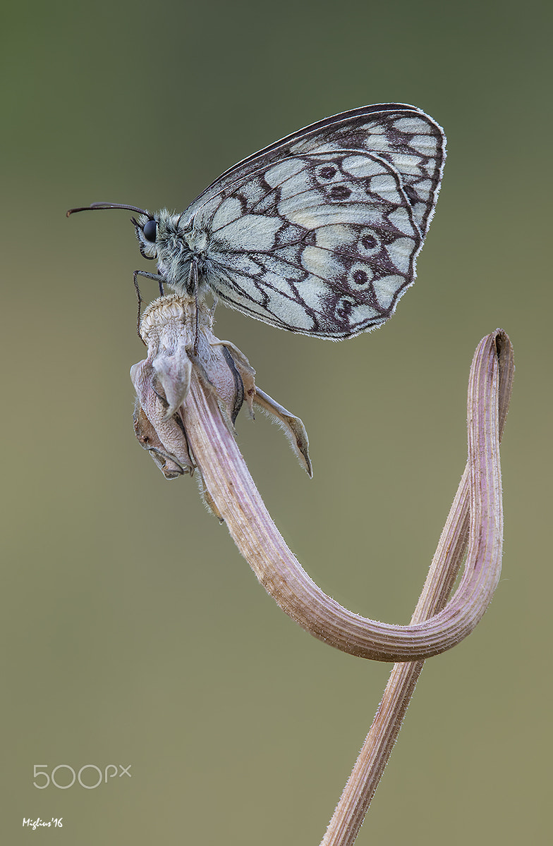 Canon EOS 7D Mark II + Tamron SP AF 180mm F3.5 Di LD (IF) Macro sample photo. "y" photography