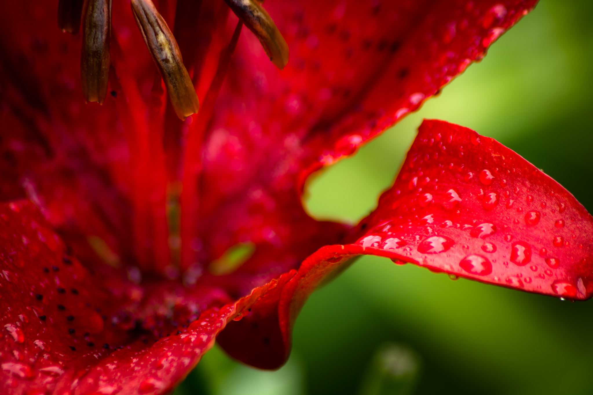 Sigma 70-300mm F4-5.6 APO DG Macro sample photo. Rojo bermellón photography