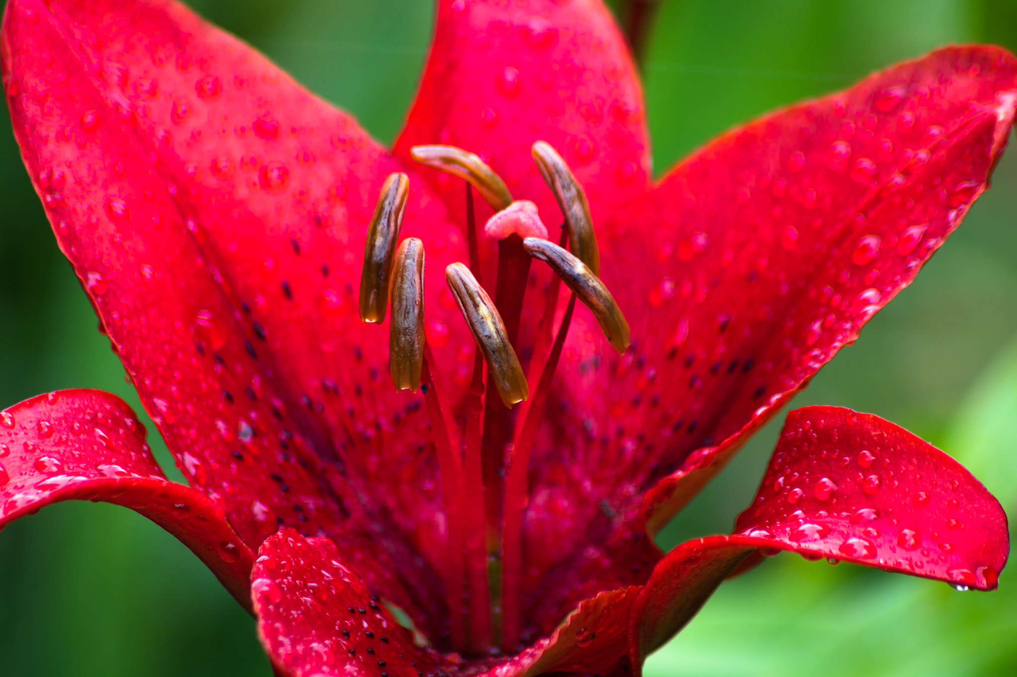 Sigma 70-300mm F4-5.6 APO DG Macro sample photo. Rojo bermellón photography