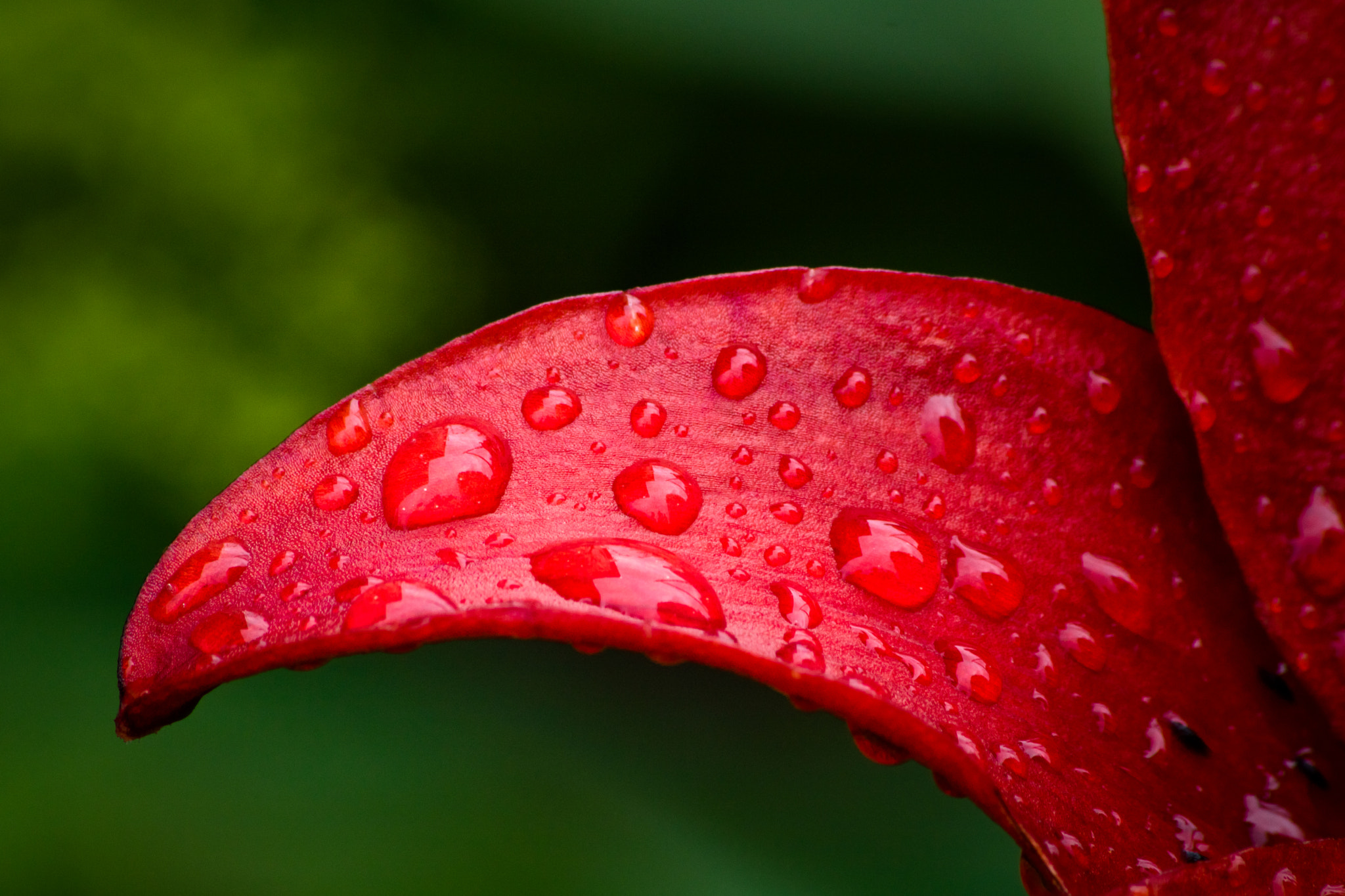 Sigma 70-300mm F4-5.6 APO DG Macro sample photo. Rojo bermellón photography