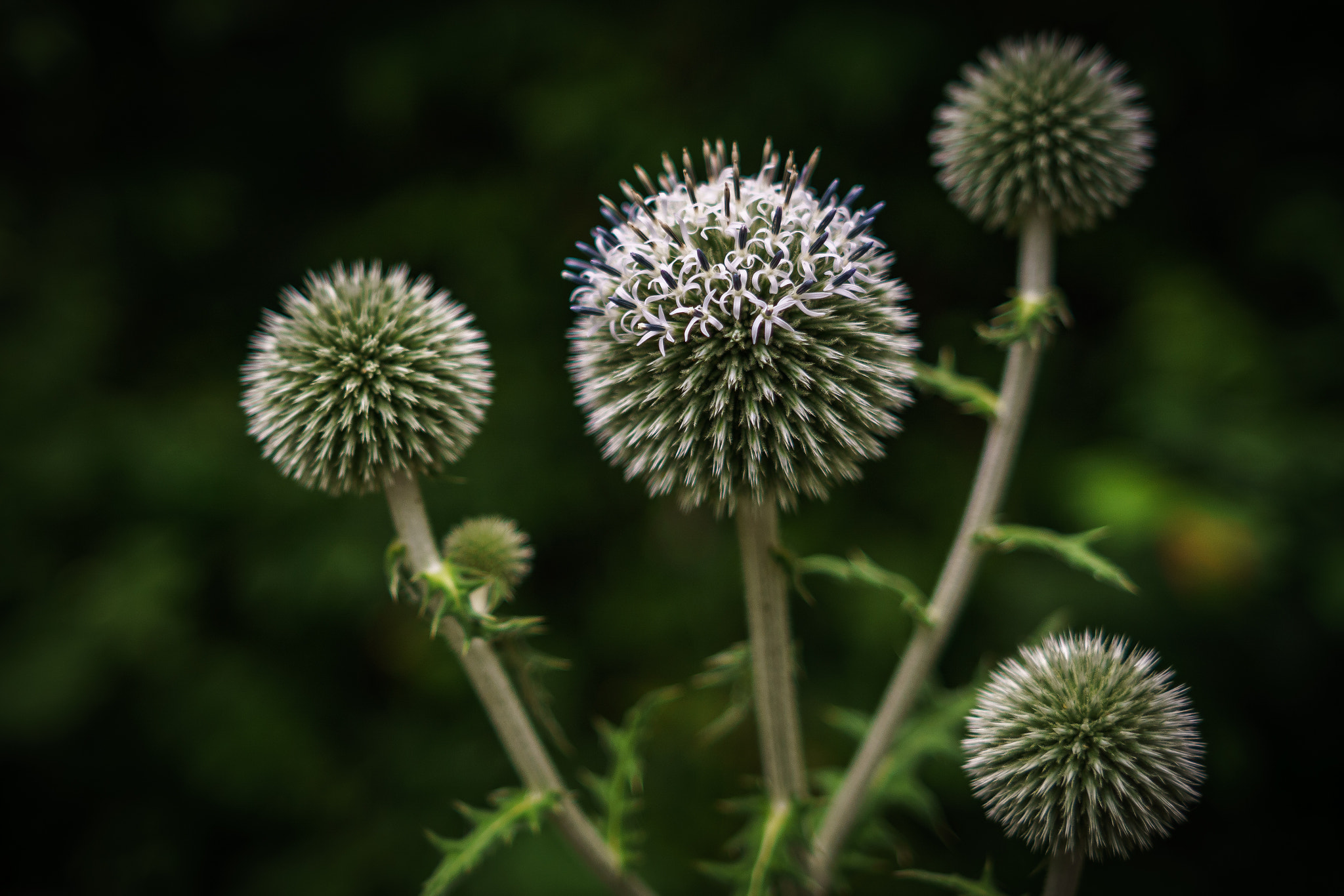 Minolta AF 28mm F2 sample photo. Globe thistle photography