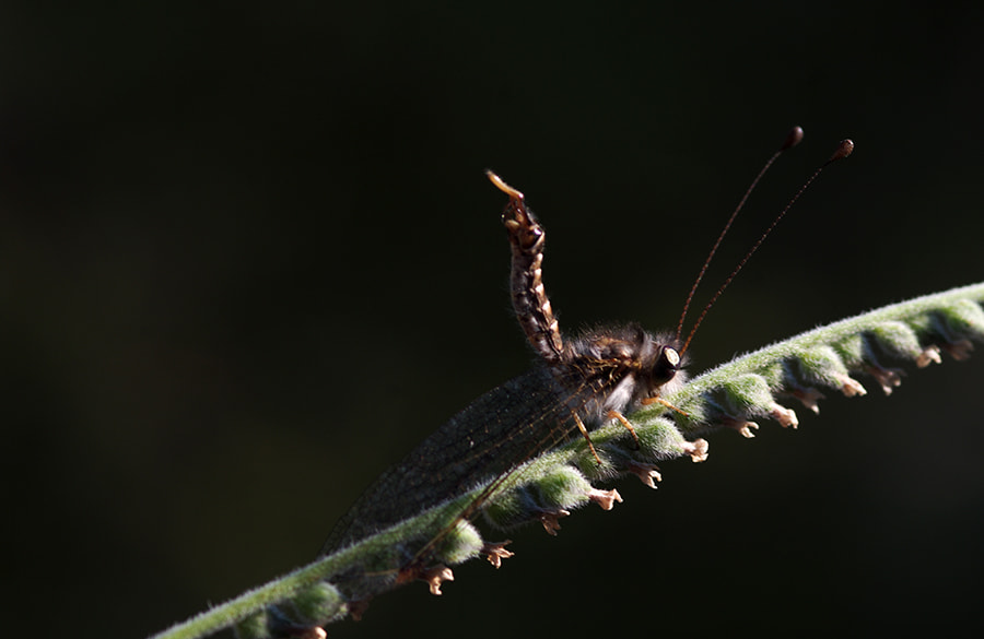 smc PENTAX-FA Macro 100mm F2.8 sample photo. Insect photography