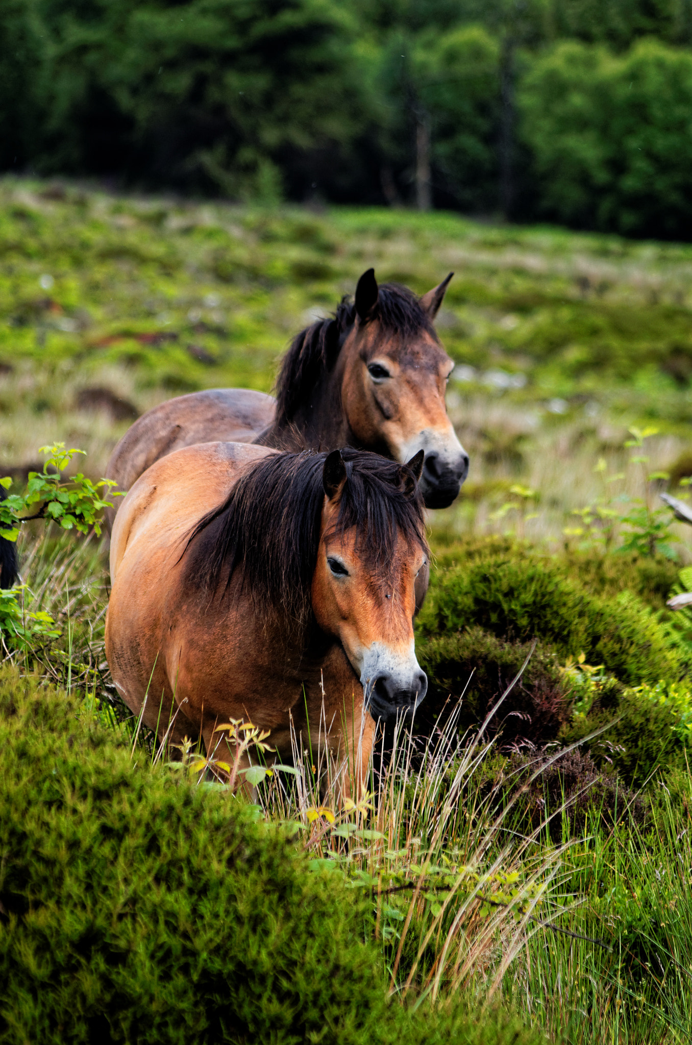 smc PENTAX-DA L 55-300mm F4-5.8 ED sample photo. Exmoore ponys photography