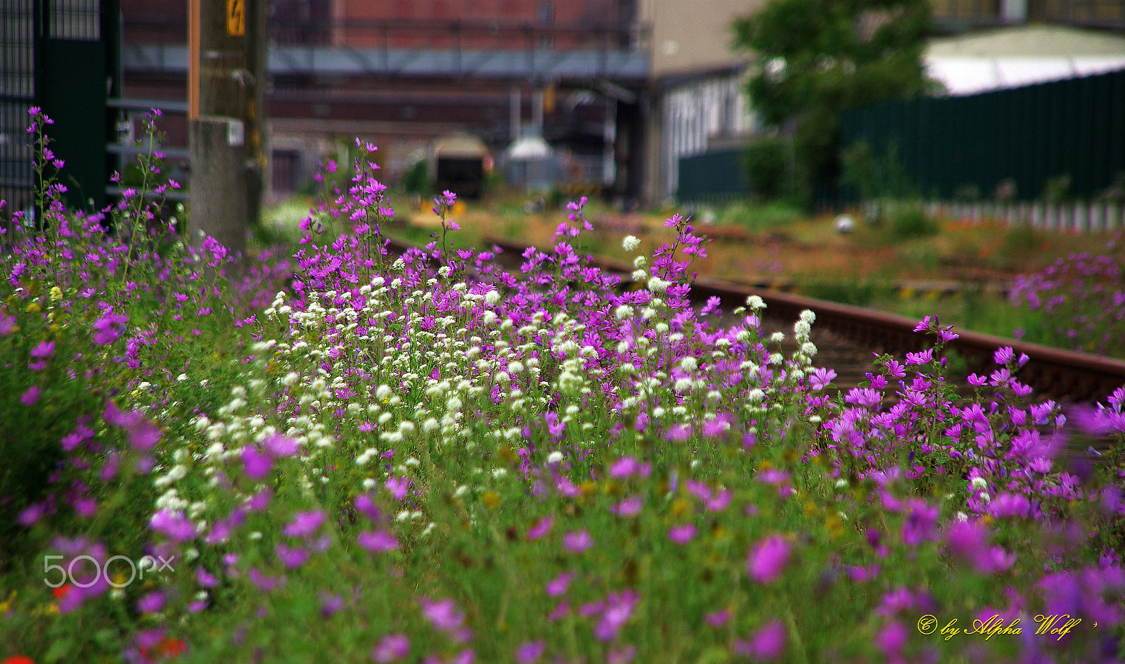 Pentax K10D + Sigma 18-200mm F3.5-6.3 DC sample photo. Flower world photography