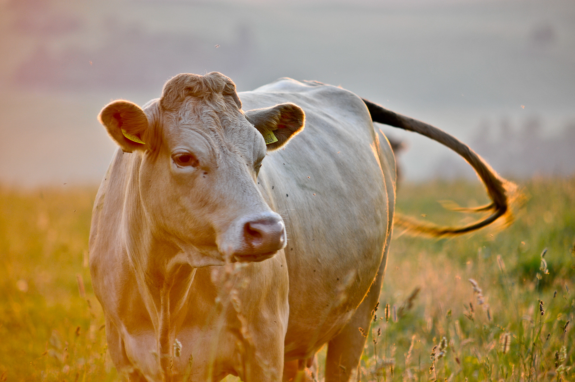 Nikon D300 + Sigma 50-150mm F2.8 EX APO DC HSM sample photo. Morning pasture photography