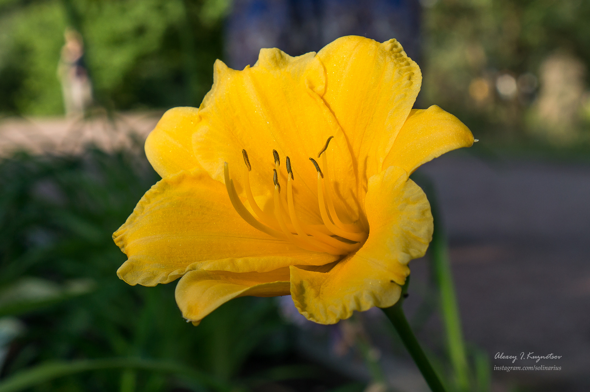 Sony Alpha NEX-6 + Sony E 35mm F1.8 OSS sample photo. Lily on sunset photography