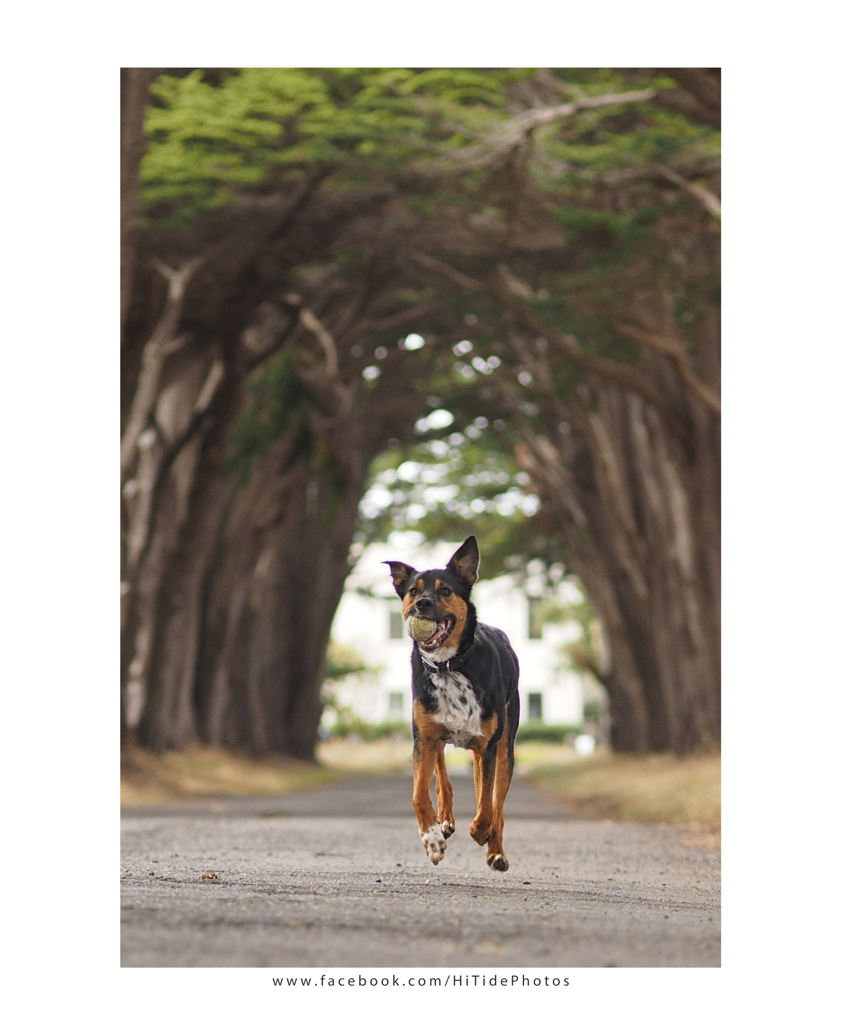 Olympus OM-D E-M1 + Olympus M.Zuiko Digital ED 75mm F1.8 sample photo. Mcnab dog retrieving photography