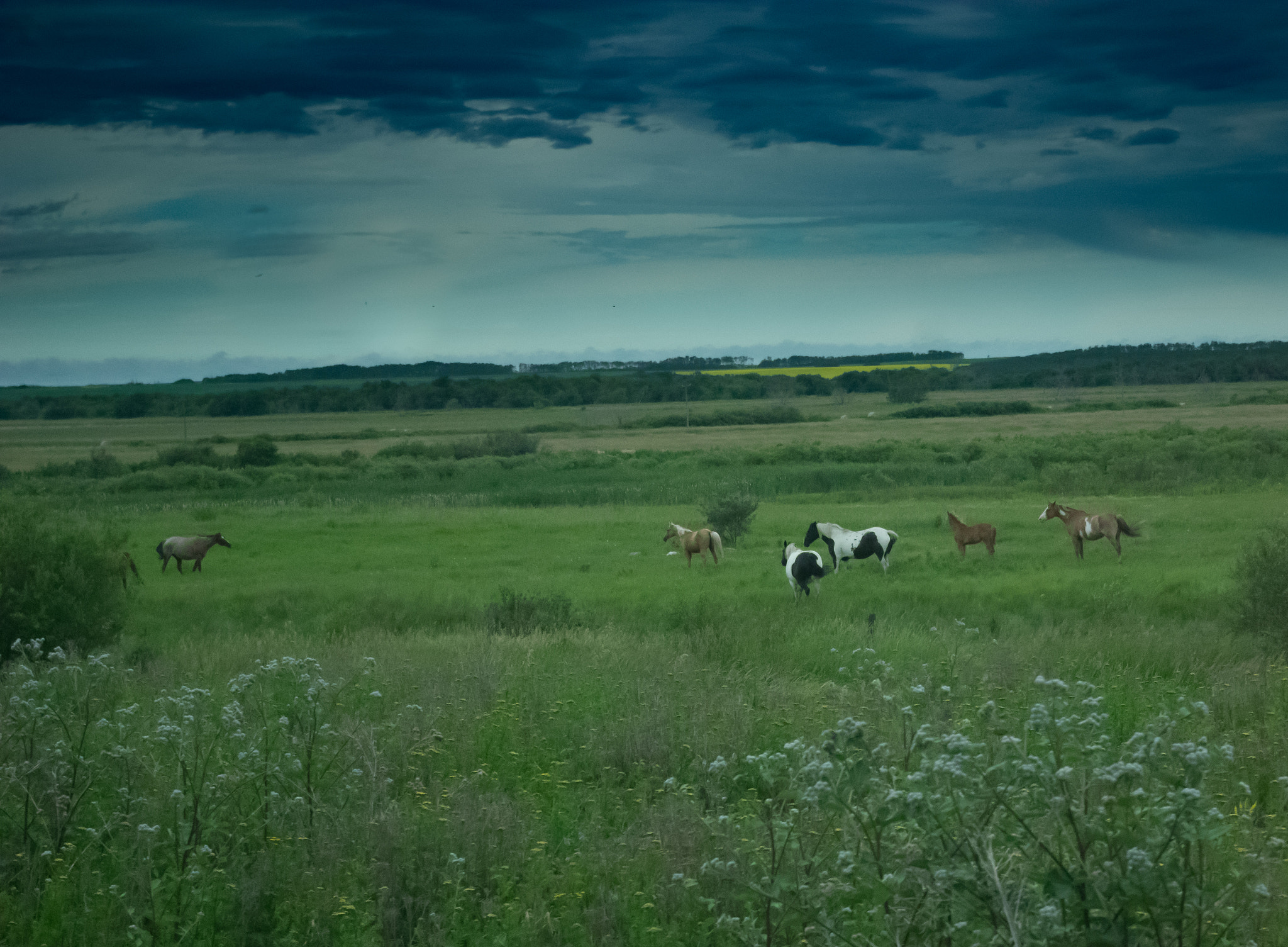 Pentax smc DA 18-55mm F3.5-5.6 ED AL II (IF) sample photo. Plains horses photography