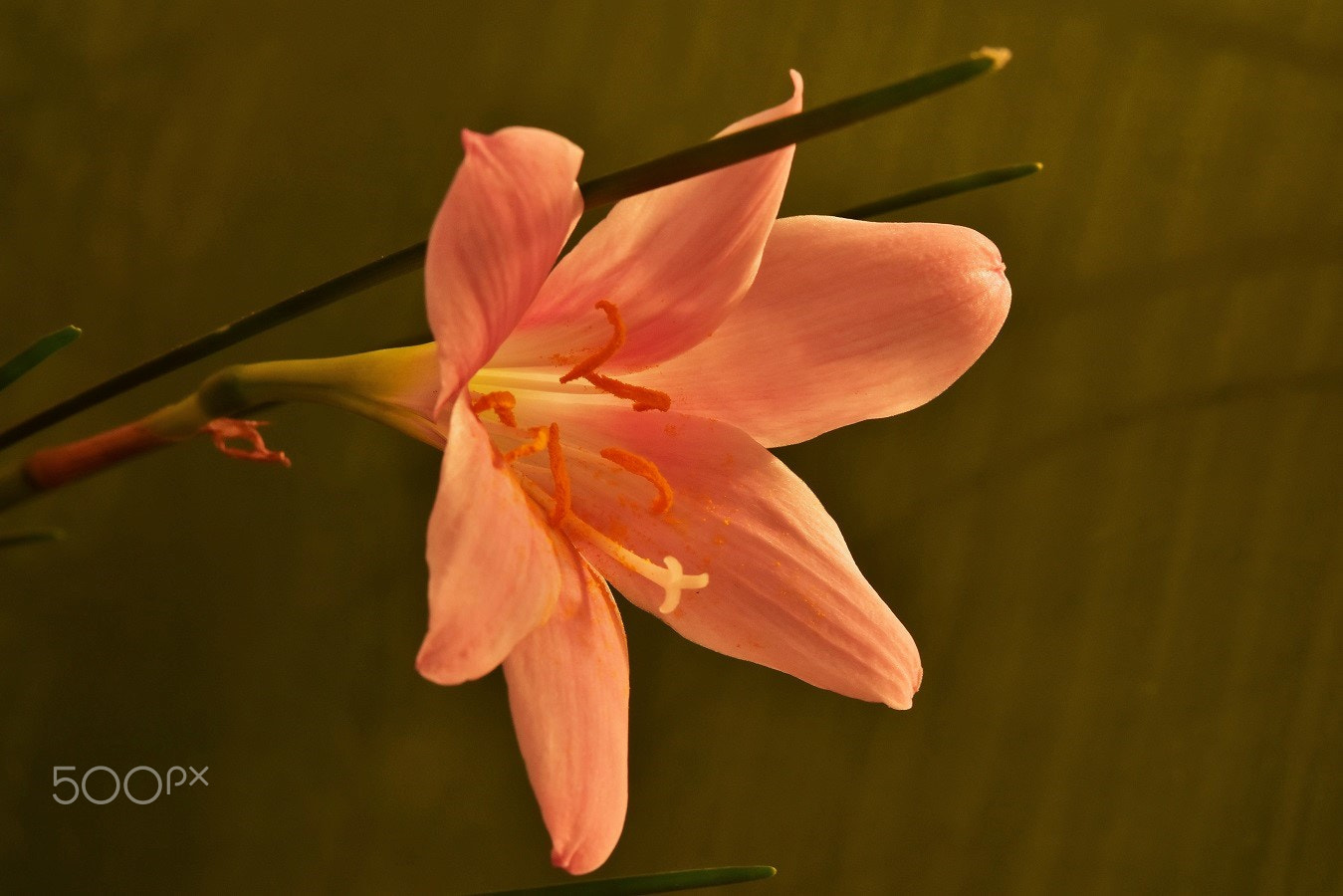 Sigma 70-200mm F2.8 EX DG OS HSM sample photo. () photography