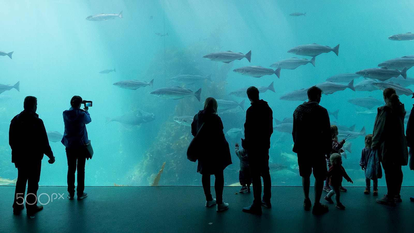 Panasonic Lumix G X Vario 12-35mm F2.8 ASPH Power OIS sample photo. Fish staring at people photography