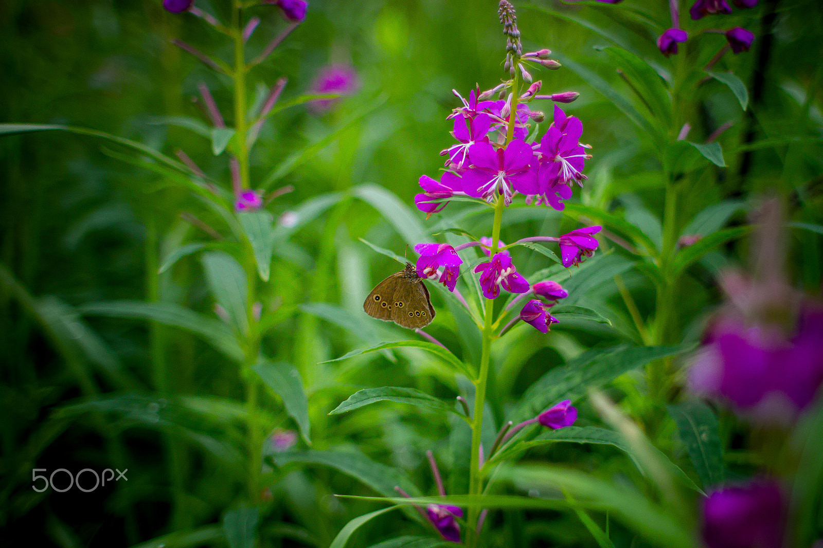 Canon EOS 7D + Canon EF 28mm F1.8 USM sample photo. бабочка на цветке photography