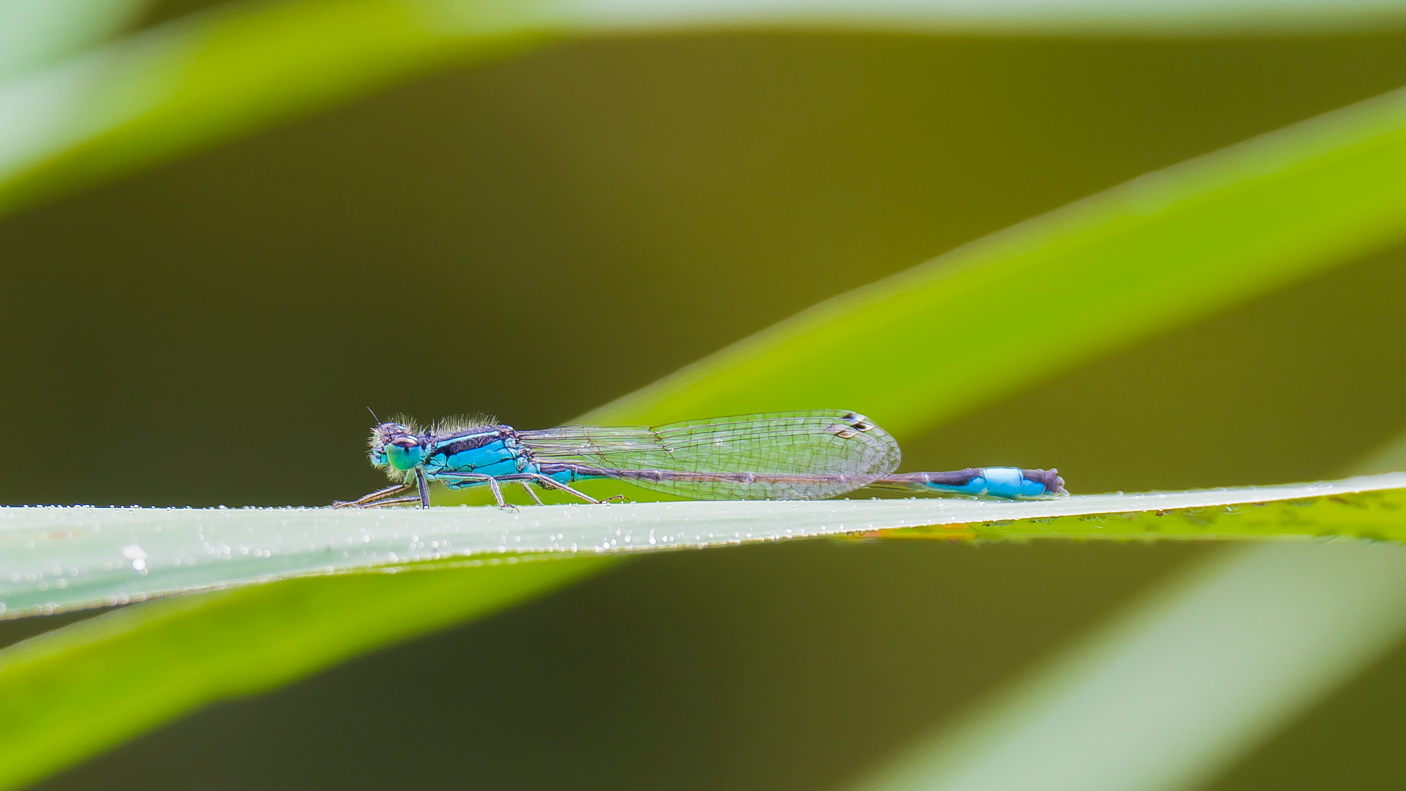 OLYMPUS M.14-150mm F4.0-5.6 II sample photo. Dragonfly photography