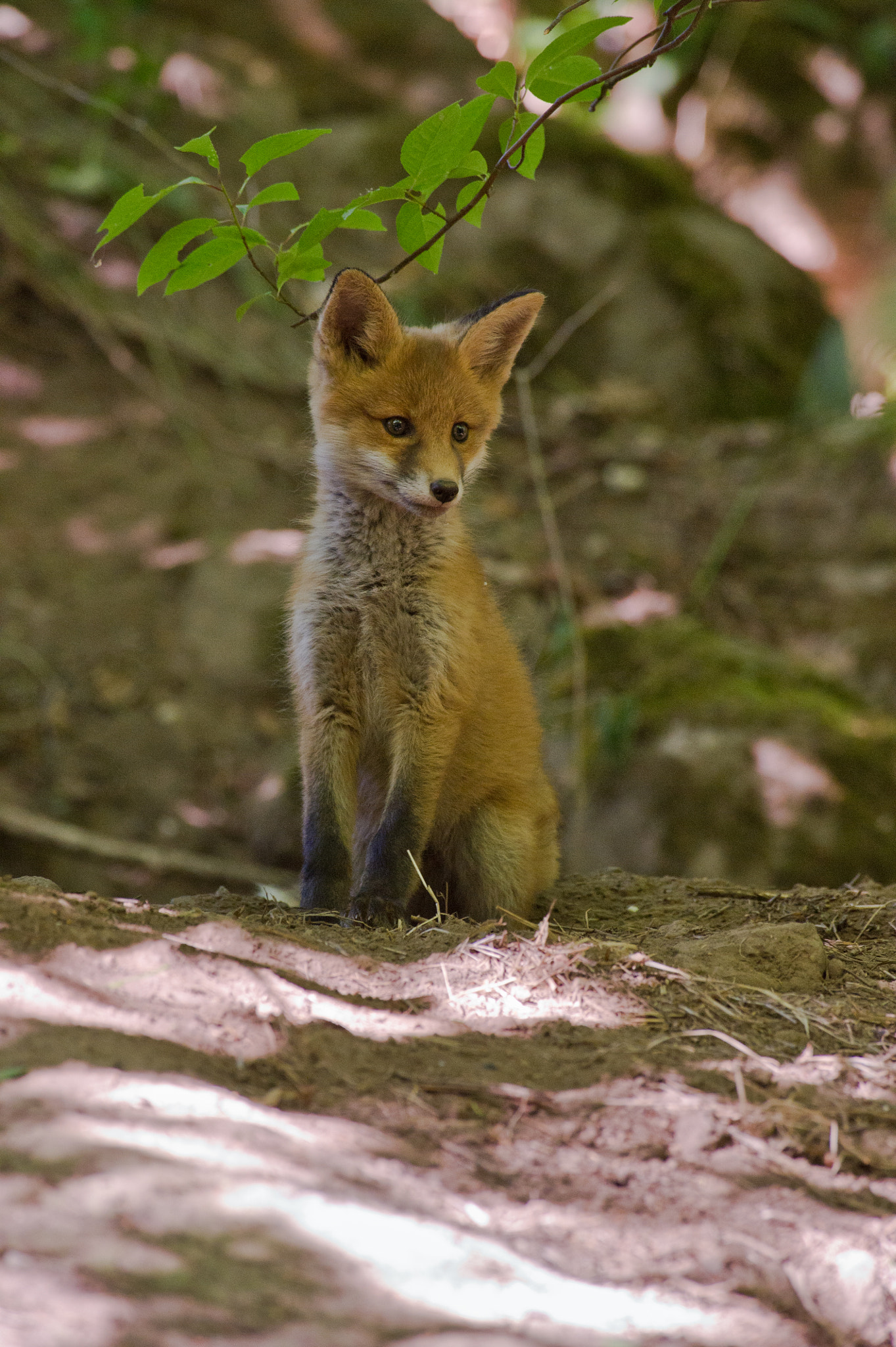 AF-S Nikkor 300mm f/2.8D IF-ED II sample photo. My new little friend :) photography
