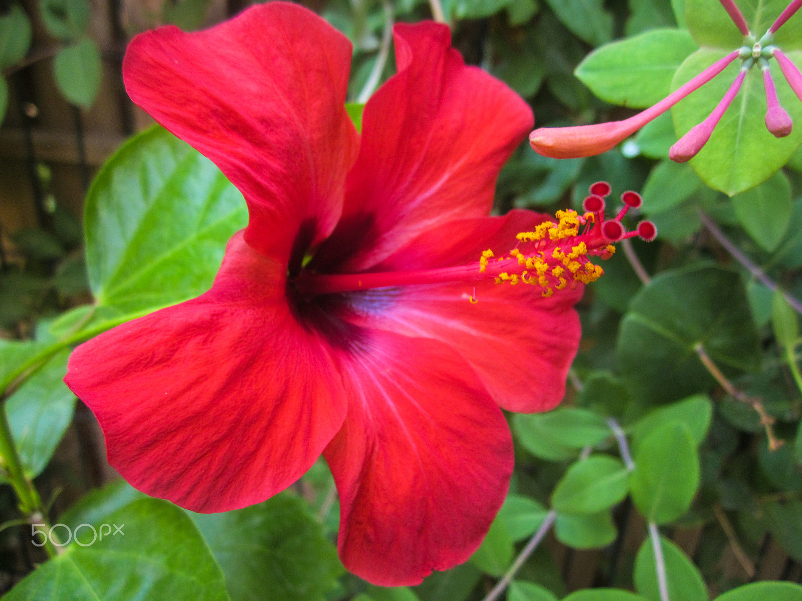 Canon PowerShot A1200 sample photo. Hibiscus: side view photography