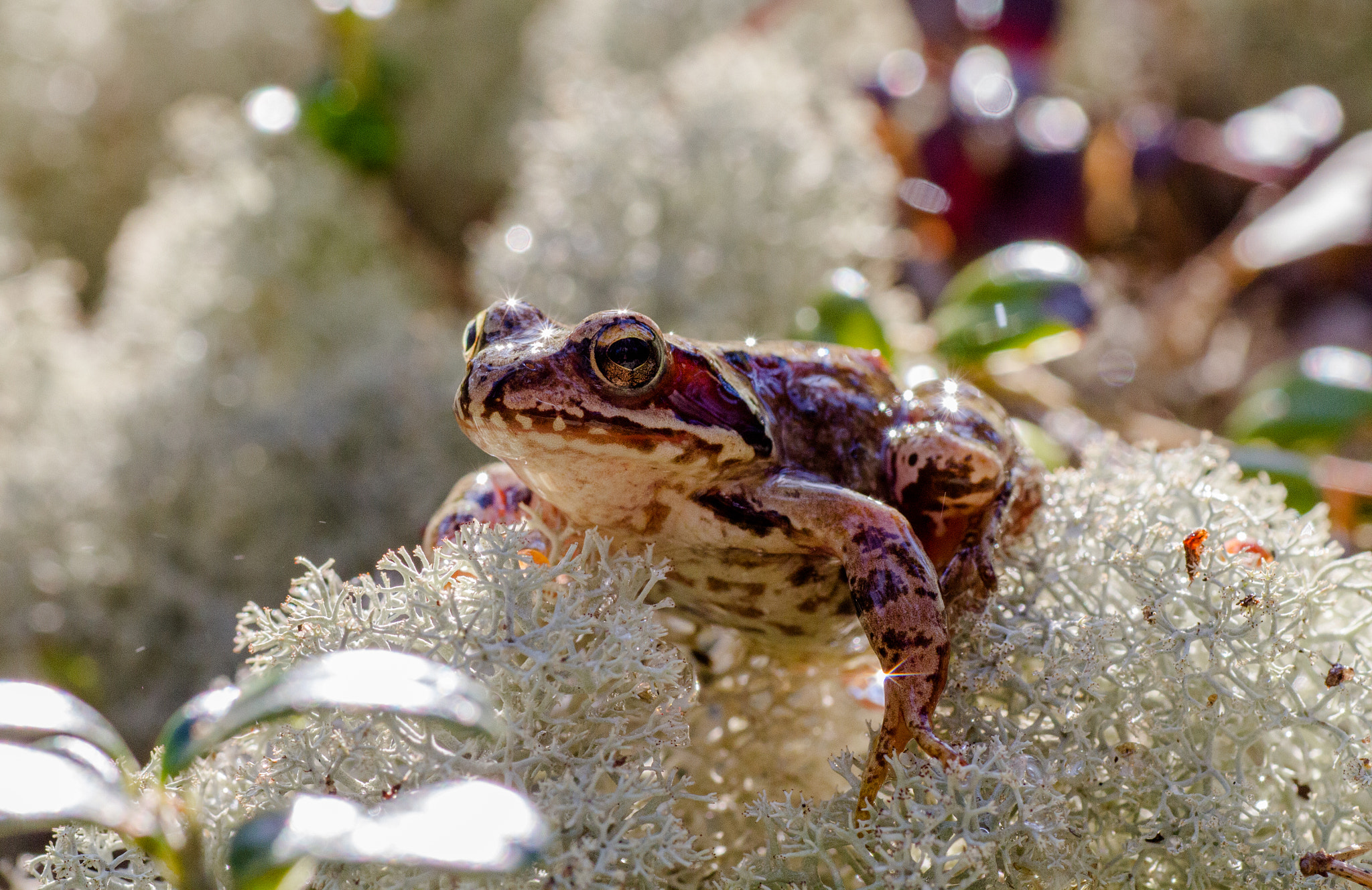 Canon EOS 7D + Tamron SP AF 90mm F2.8 Di Macro sample photo. Frog photography